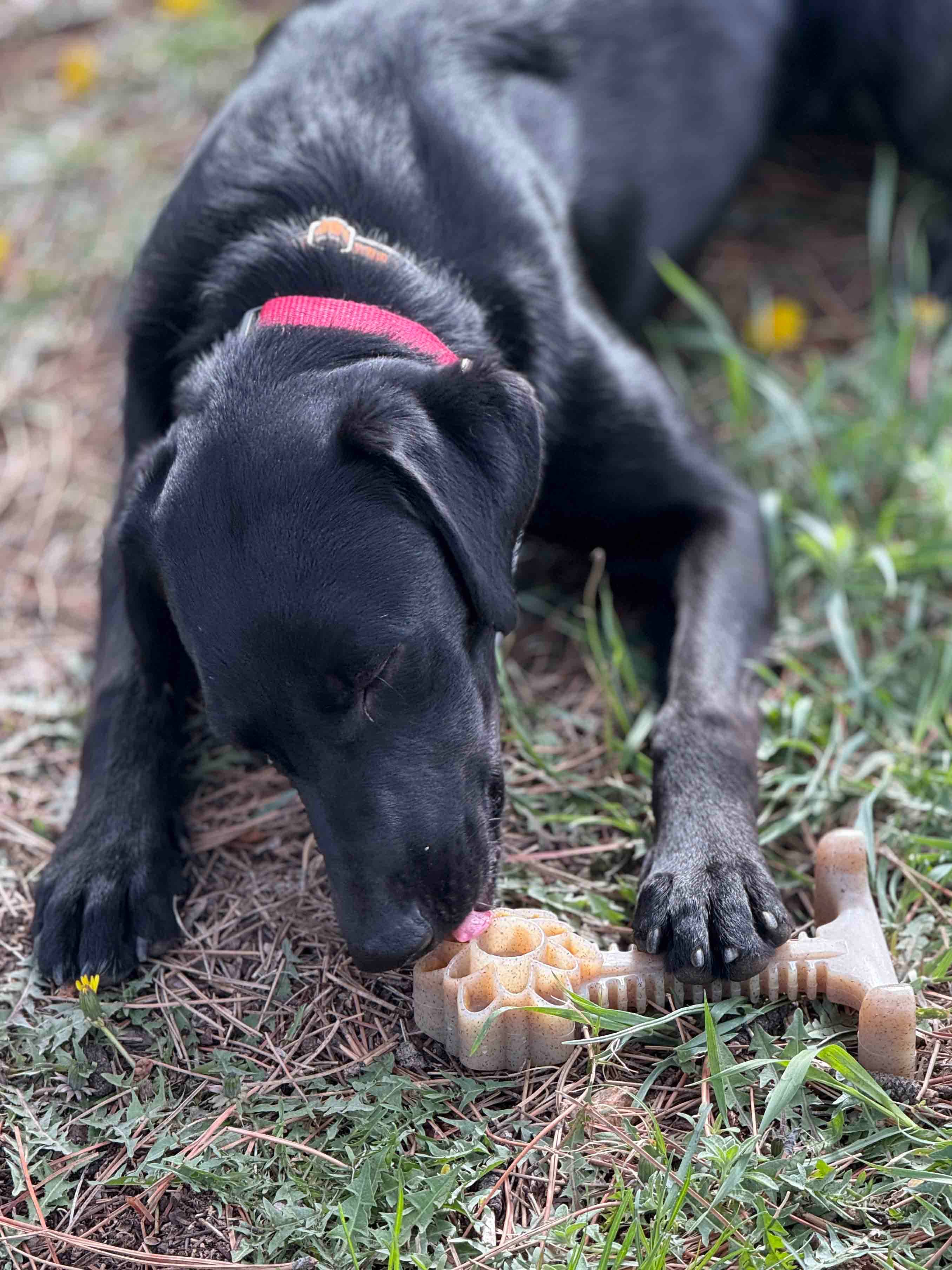 SodaPup Dog Toys - Honey Bone Dental Flower Tower eChew Ultra Hållbar Nylon Hundtuggleksak - XL: Blomtorn - XL