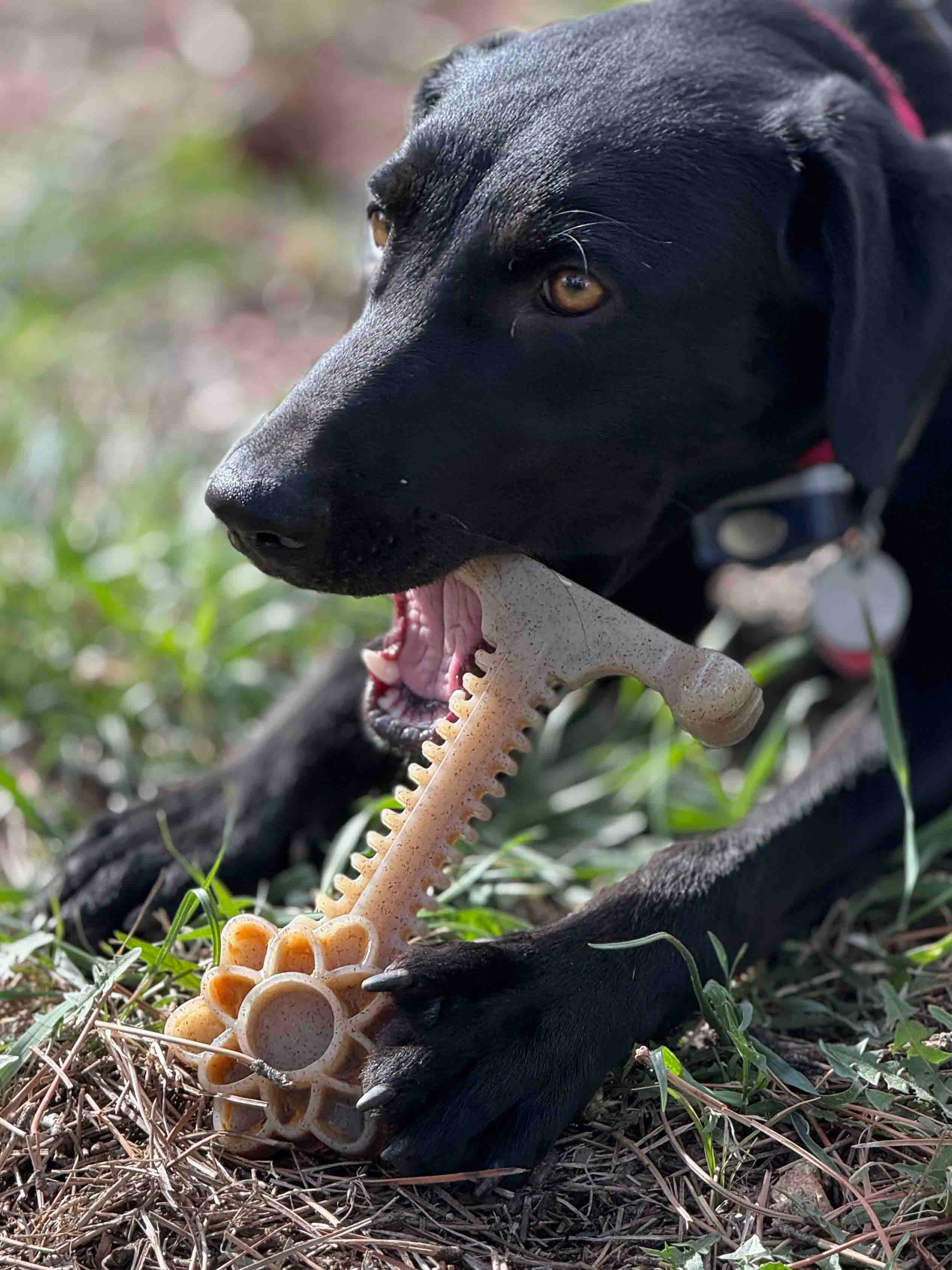 SodaPup Dog Toys - Honey Bone Dental Flower Tower eChew Ultra Hållbar Nylon Hundtuggleksak - XL: Blomtorn - XL