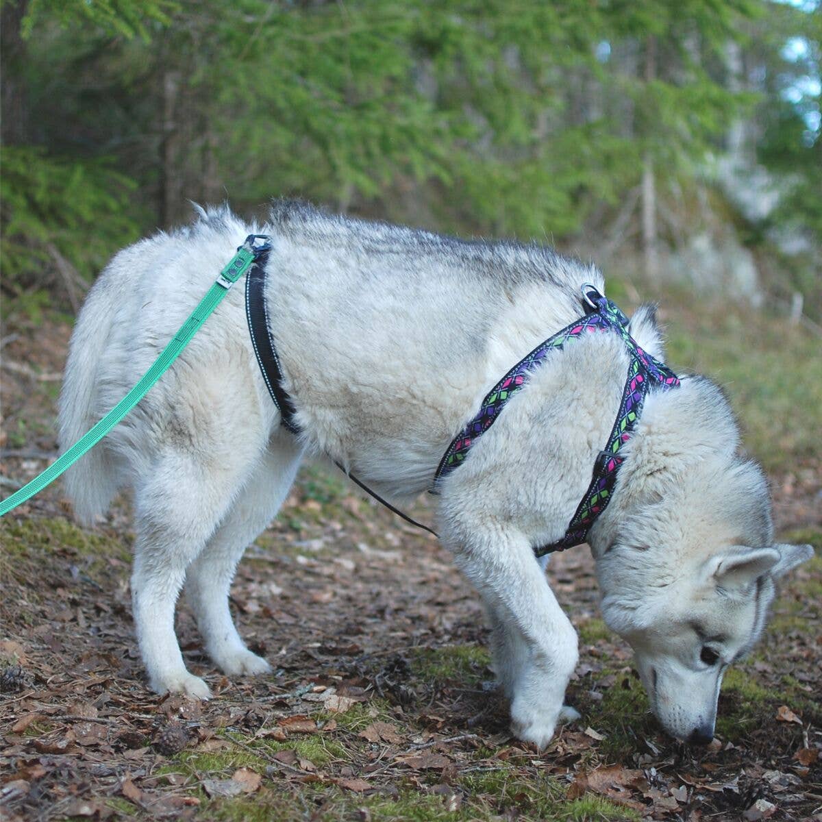 RESCUE – Säkerhetsrem till hundsele | Anti-escape