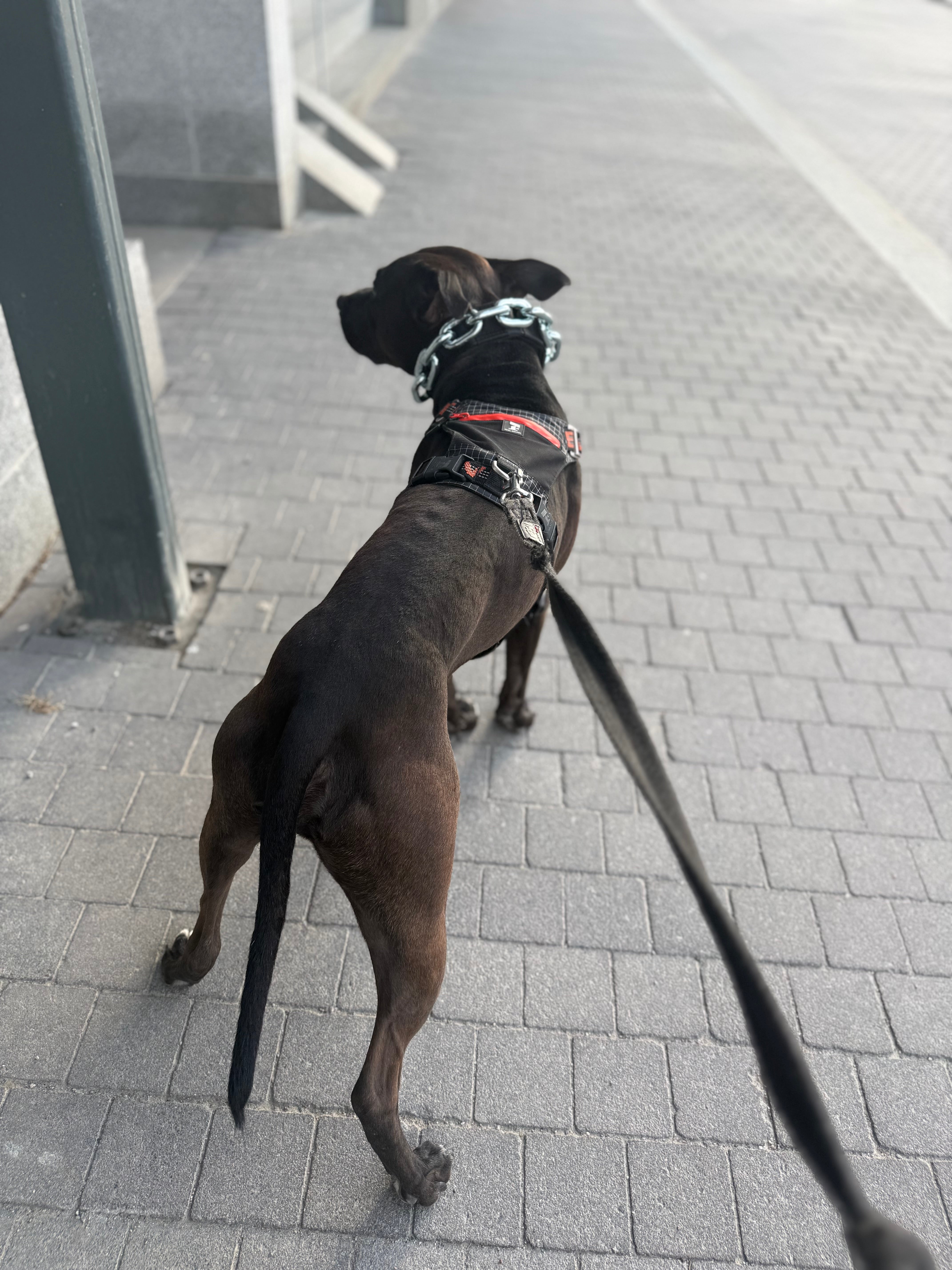 Vikthalsband för Hund – Exklusivt Tungt Stålkedjehalsband