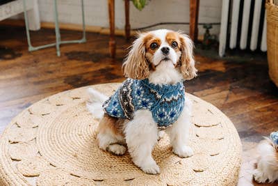 Chilly Dog ljusblå Fair Isle – handstickad hundtröja i XXXL