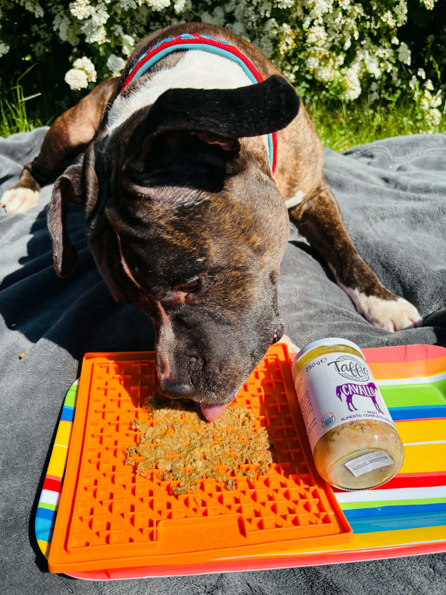 Taffio Pet Food – Häst Ragù 250 g | Komplett våtfoder för hund
