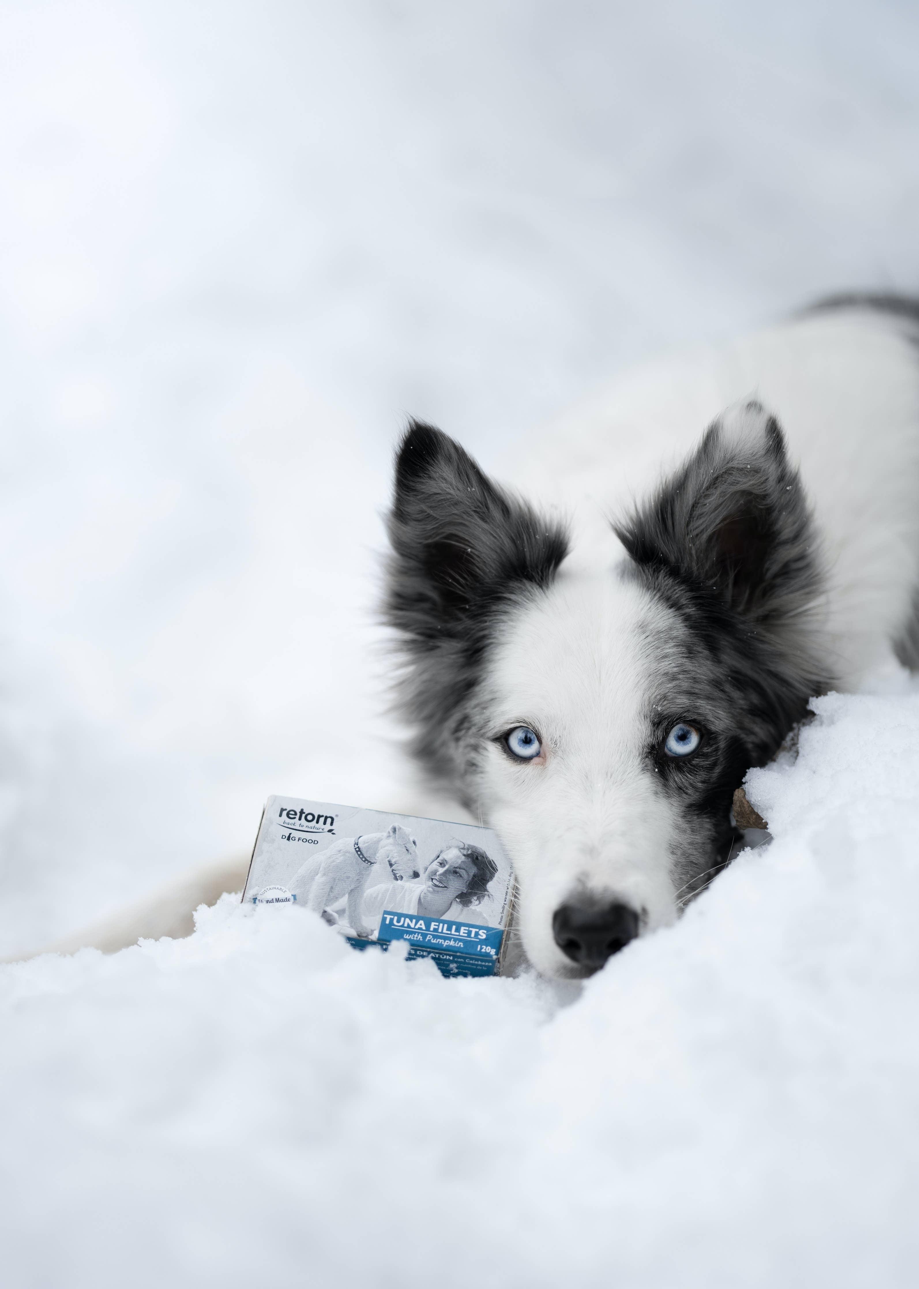 Tonfisk- & Morotsbiffar för Hund – Naturligt Våtfoder med 75 % Tonfisk | Retorn
