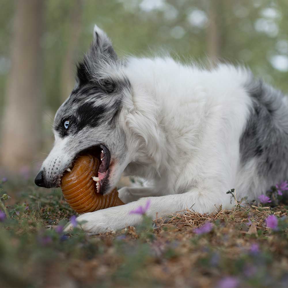 Gnugga Bouncy Hund Leksak: L
