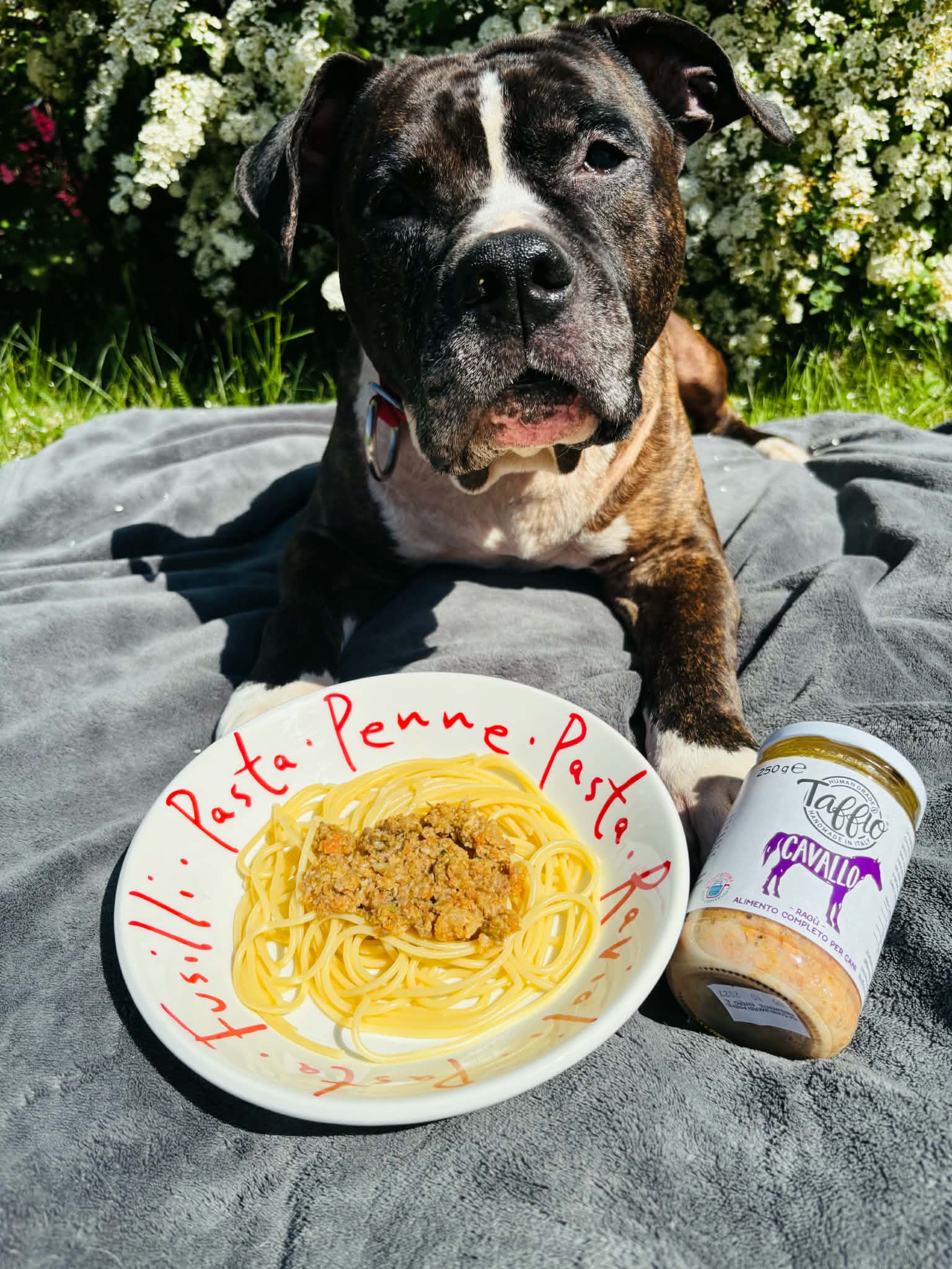 Taffio Pet Food – Häst Ragù 250 g | Komplett våtfoder för hund