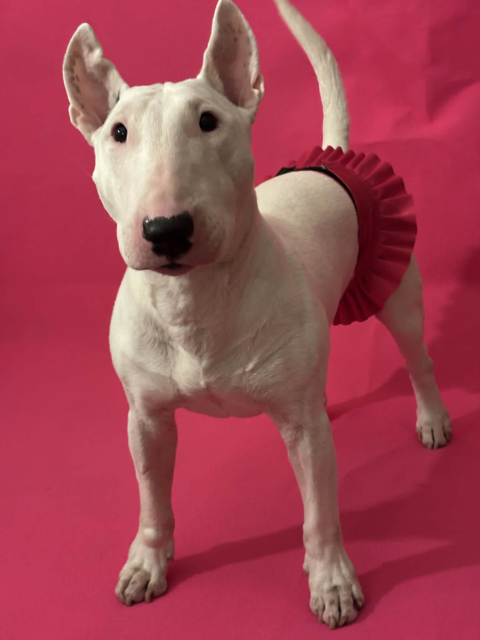 FINNERO BALLERINA Hundhygienbyxor – Rosa | Tvättbara tikskydd