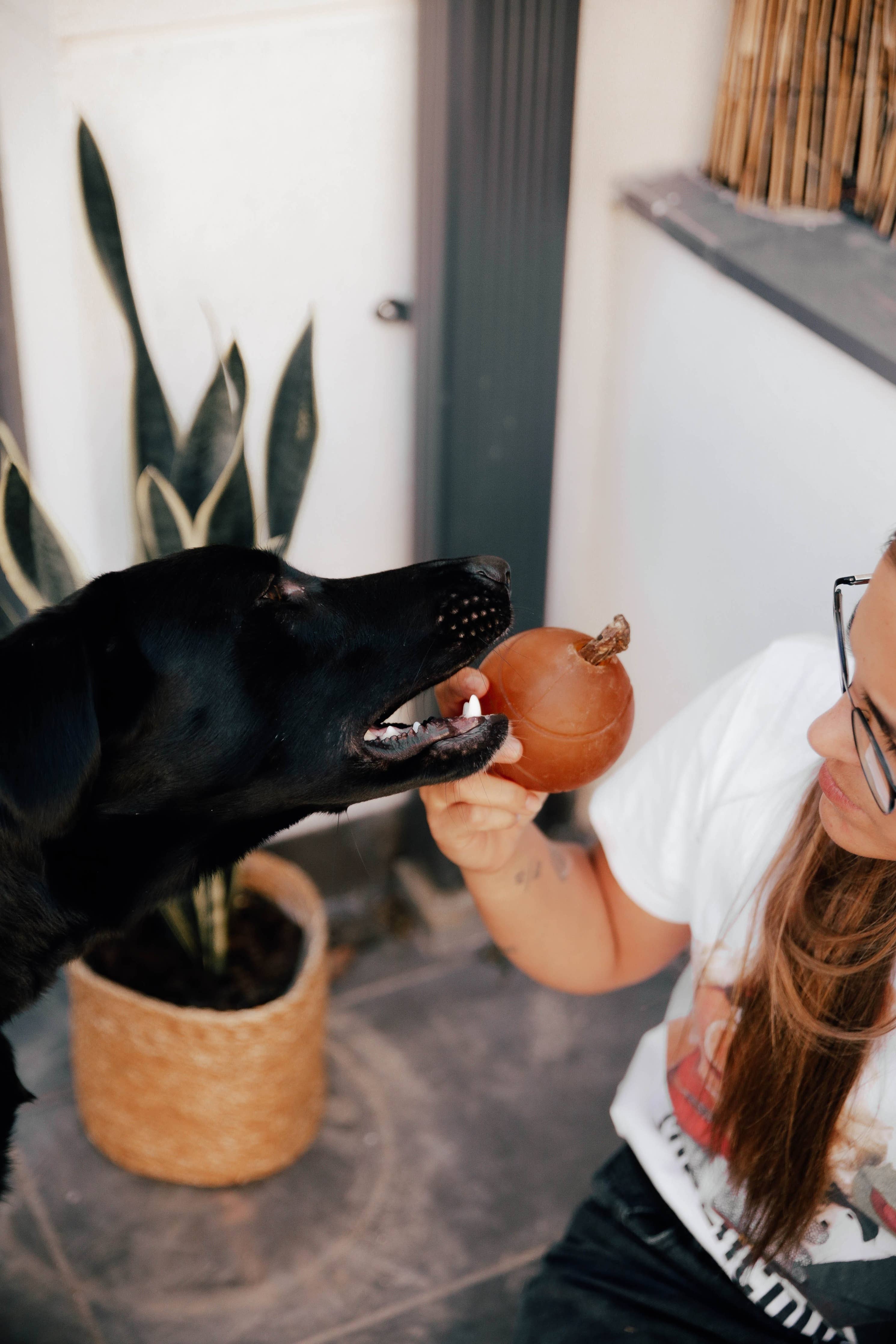 Gnugga bollen hund leksak: M
