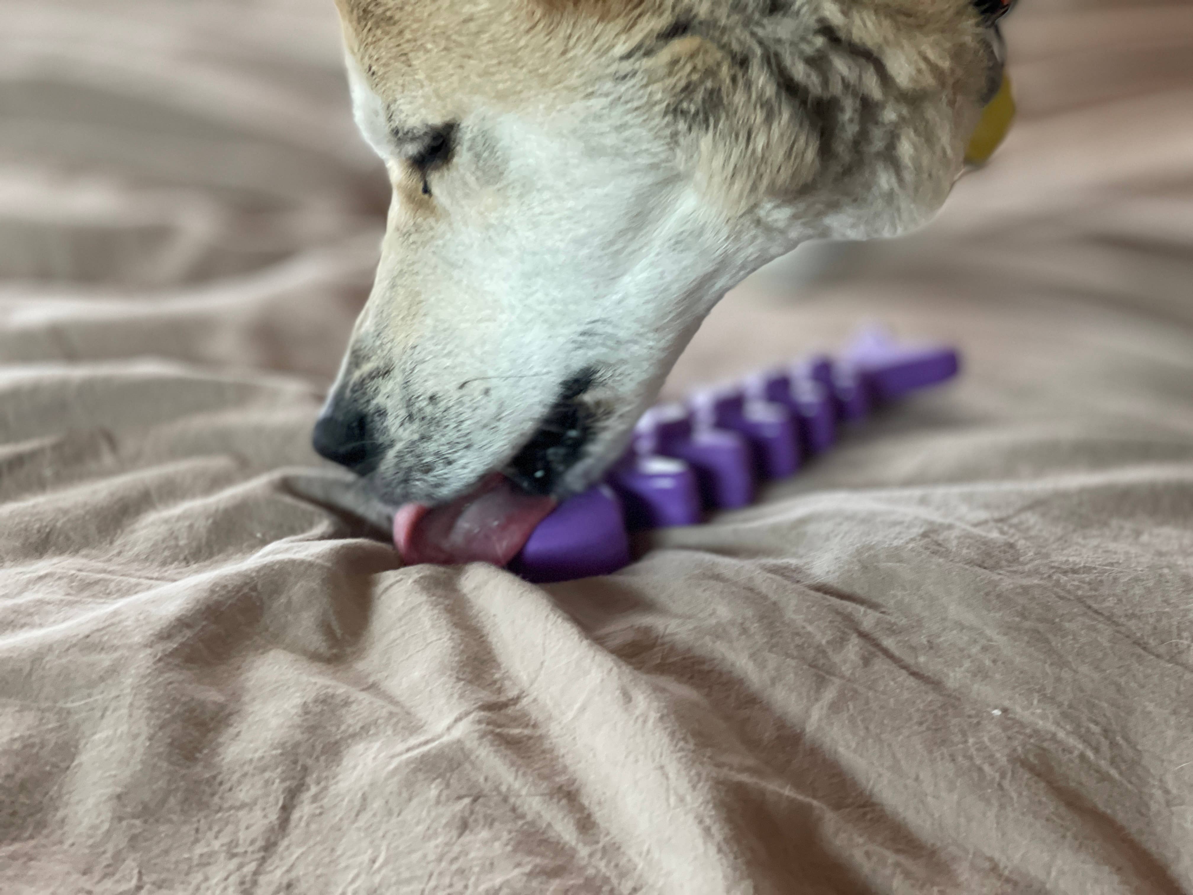 SodaPup Dog Toys - Fish Bone Ultra Slitstark Nylon tuggleksak: Brun