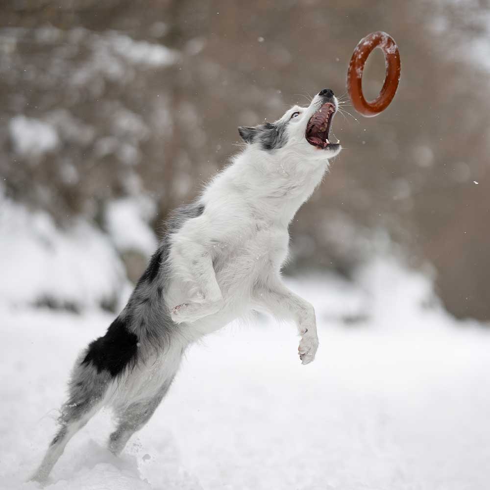 Gnugga Bite Hund Leksak: L