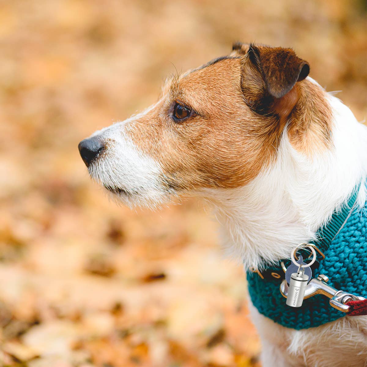 Adresskapsel till halsband – för hund & katt