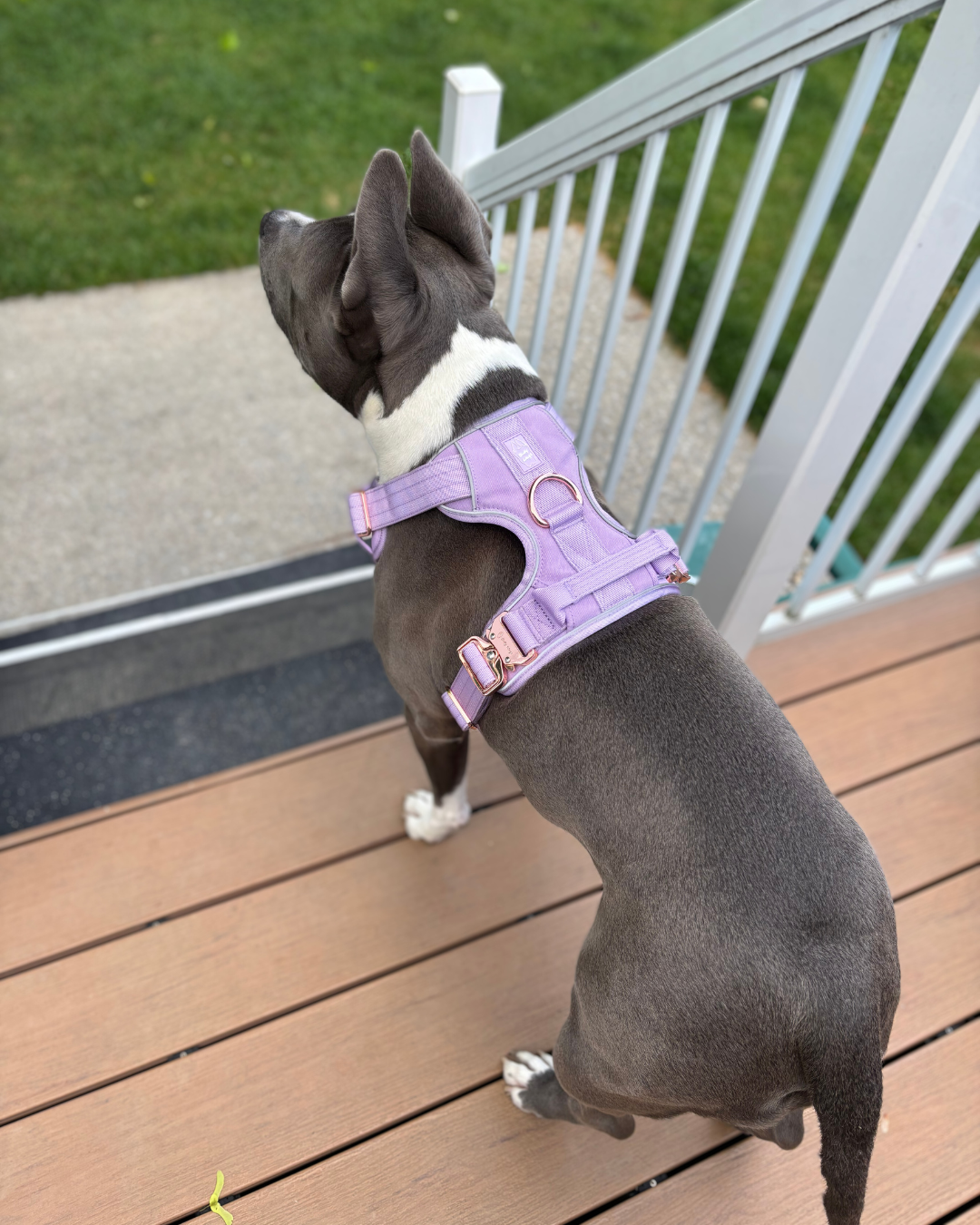 Bully Wags - Tungt Vardagssele - Lila: Medium
