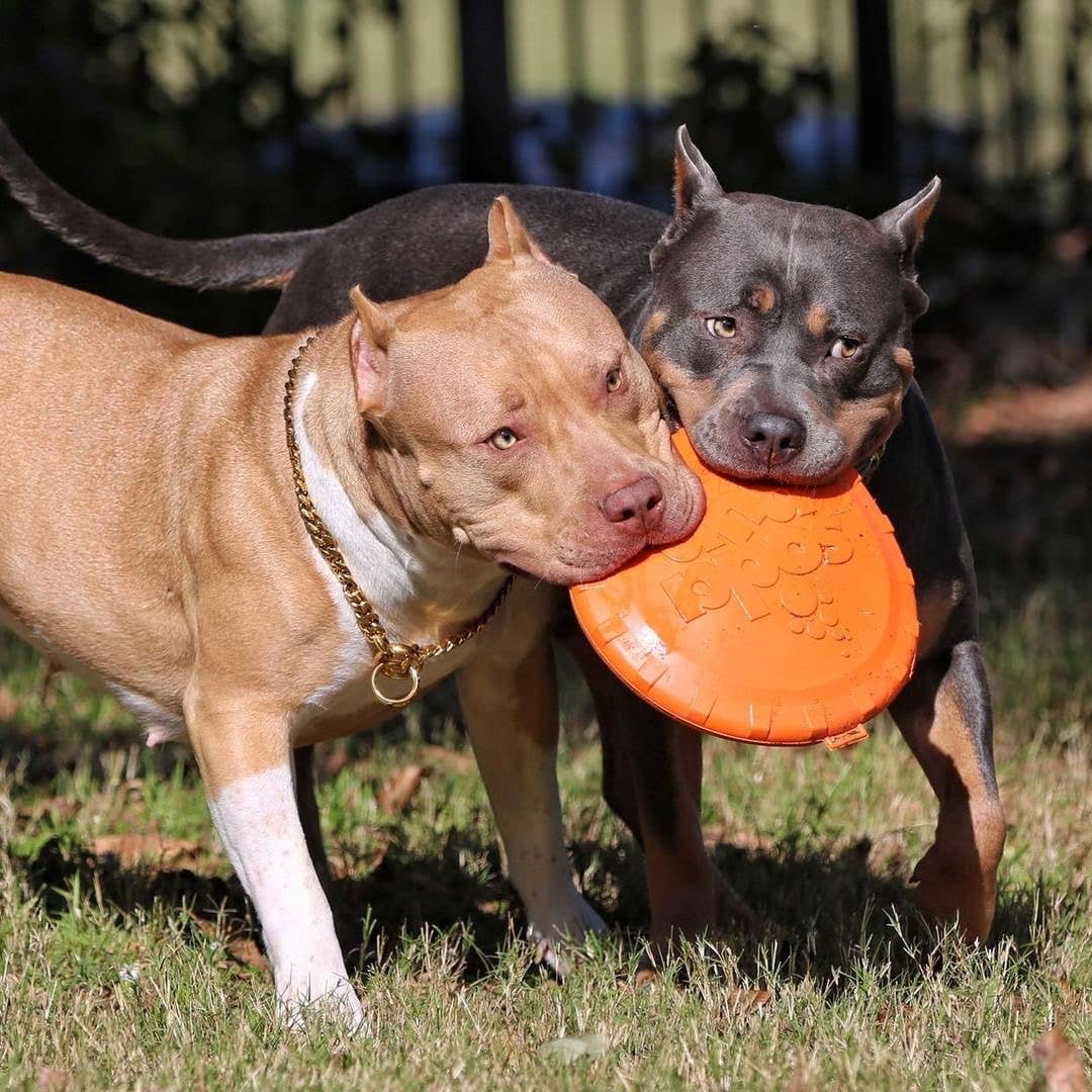 SodaPup Dog Toys - SP flaska Top Flyer - Flygande leksak - Flera storlekar - orange