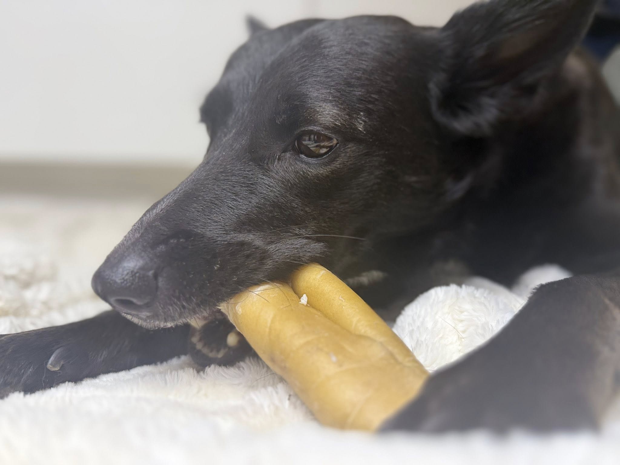 Premium nötkindrulle 30 cm – Långtids­tugg för hund