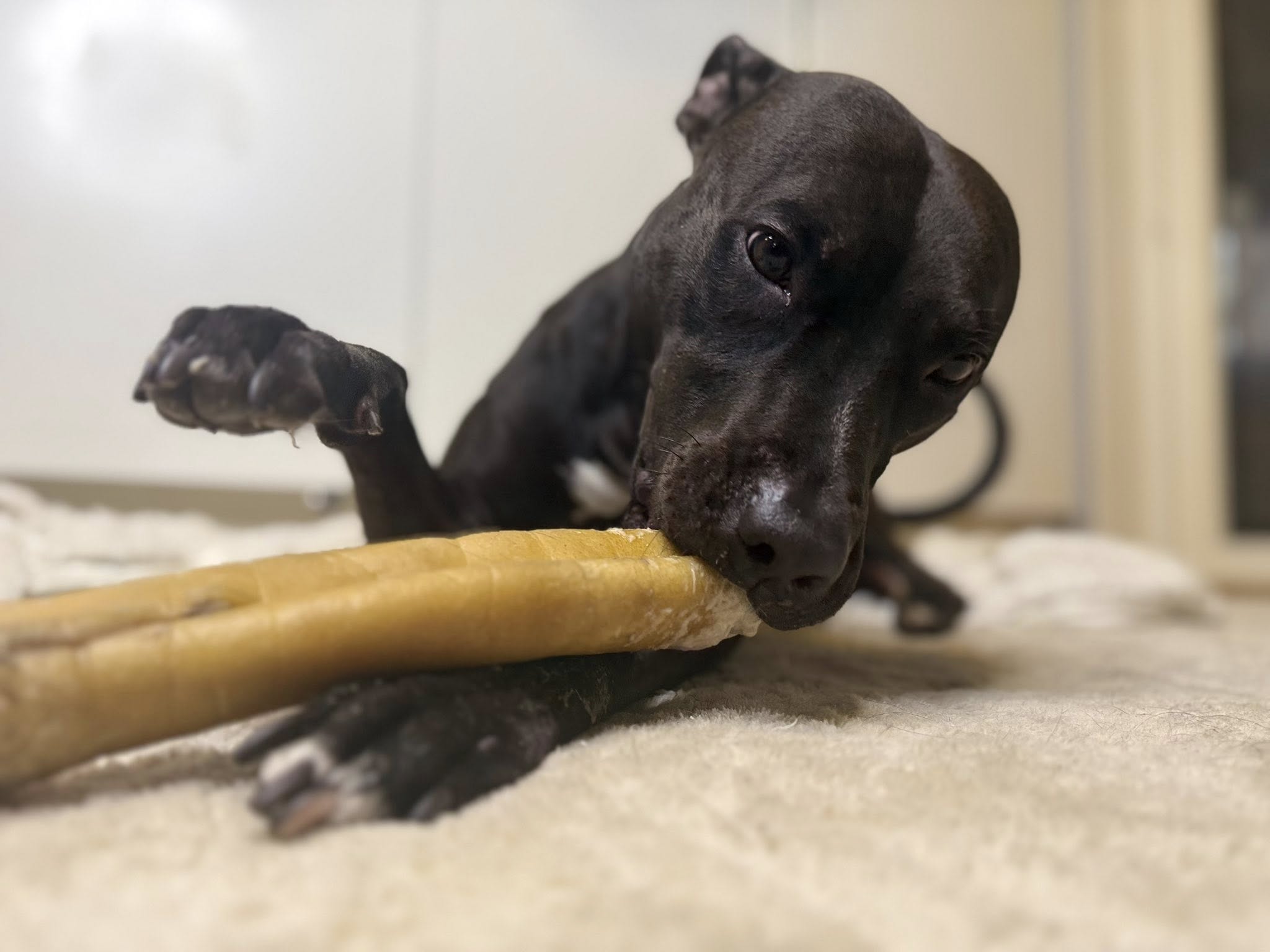 Premium nötkindrulle 30 cm – Långtids­tugg för hund