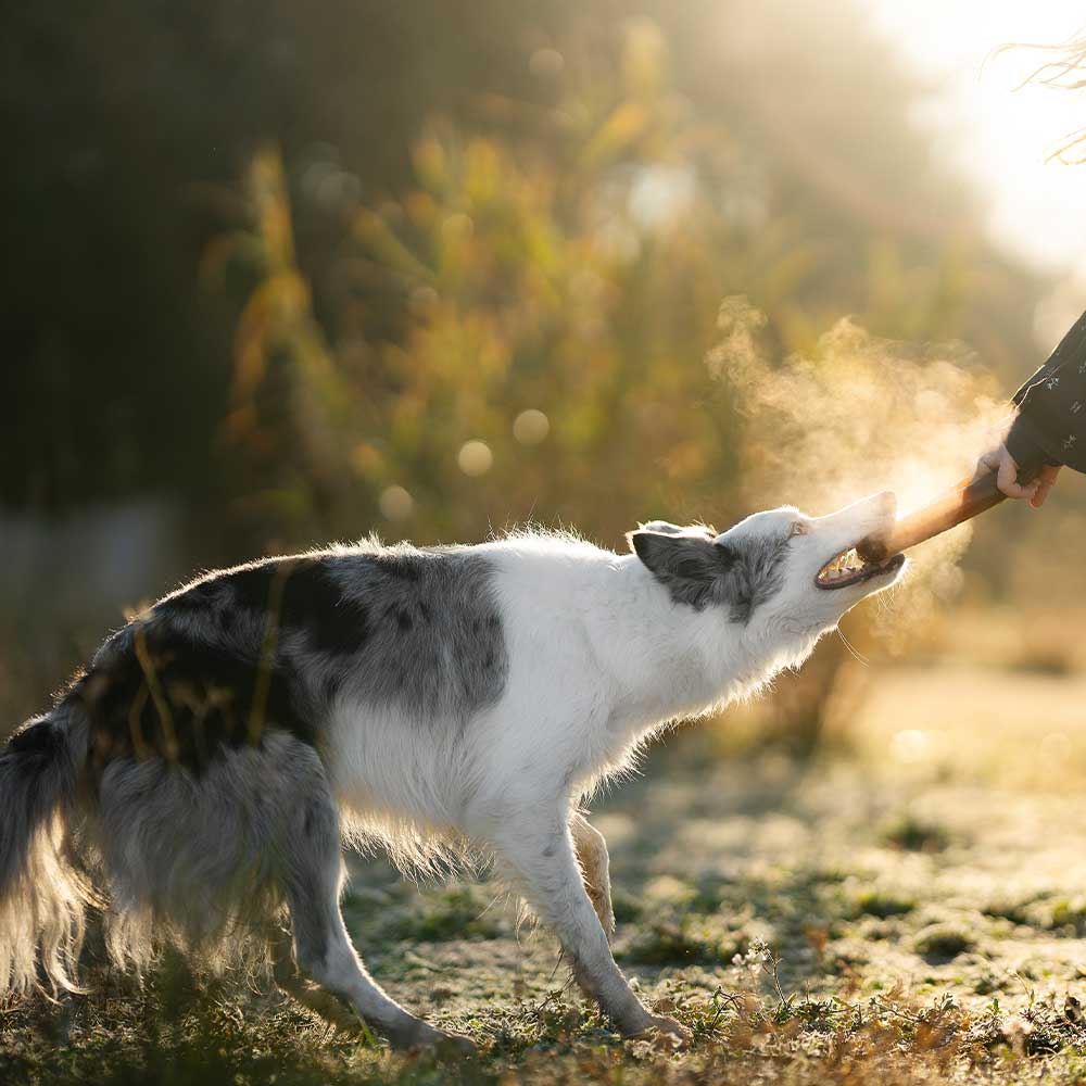 Gnugga Bite Hund Leksak: M
