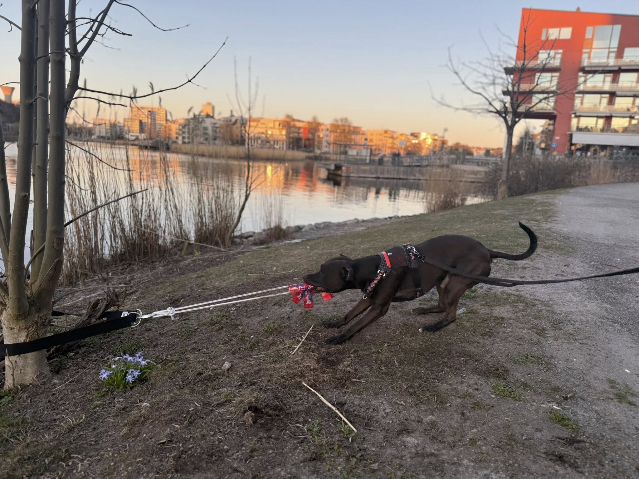 Kampleksak Hund – Super Tug för Power Chewers | Staffeshoppen
