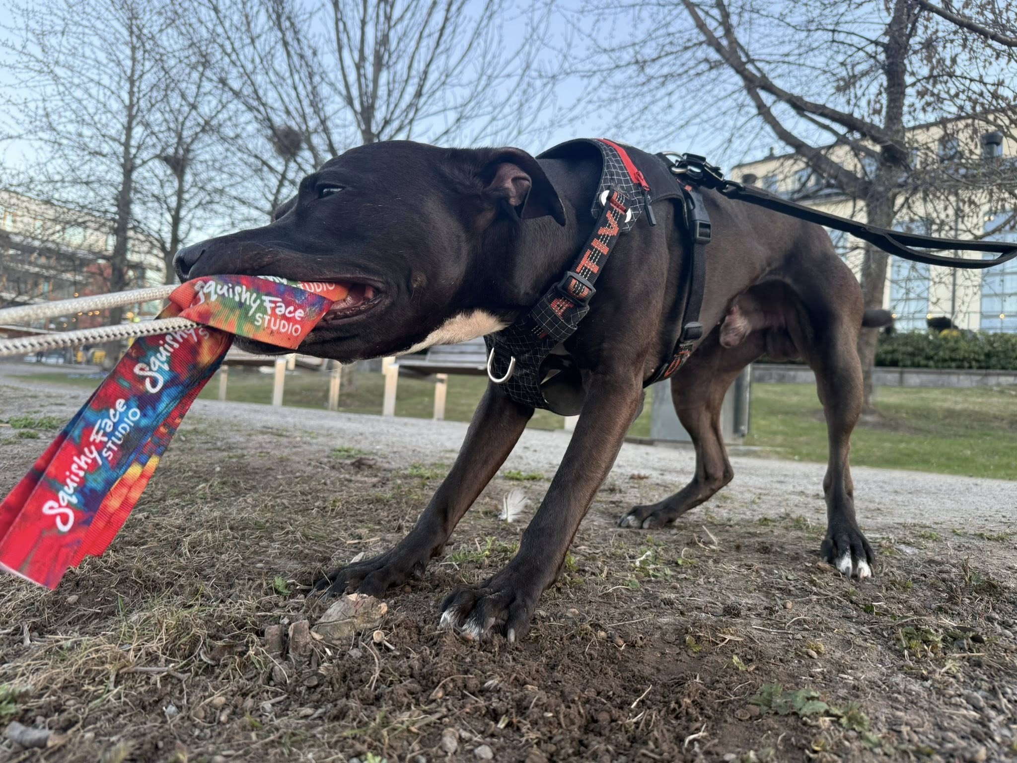 Kampleksak Hund – Super Tug för Power Chewers | Staffeshoppen