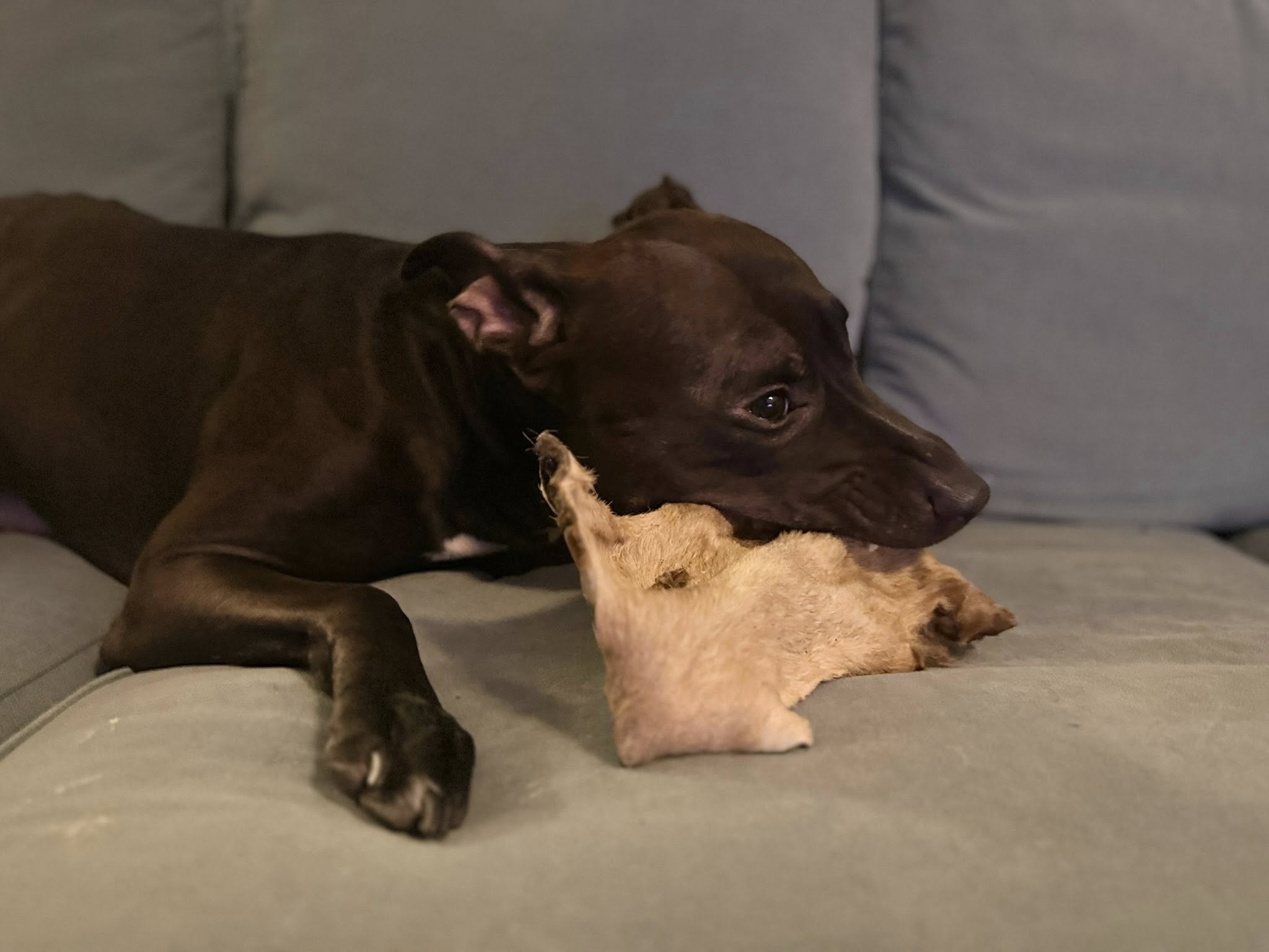 Extra stor nötskinnsplatta med hår – Långvarigt naturligt hundtugg