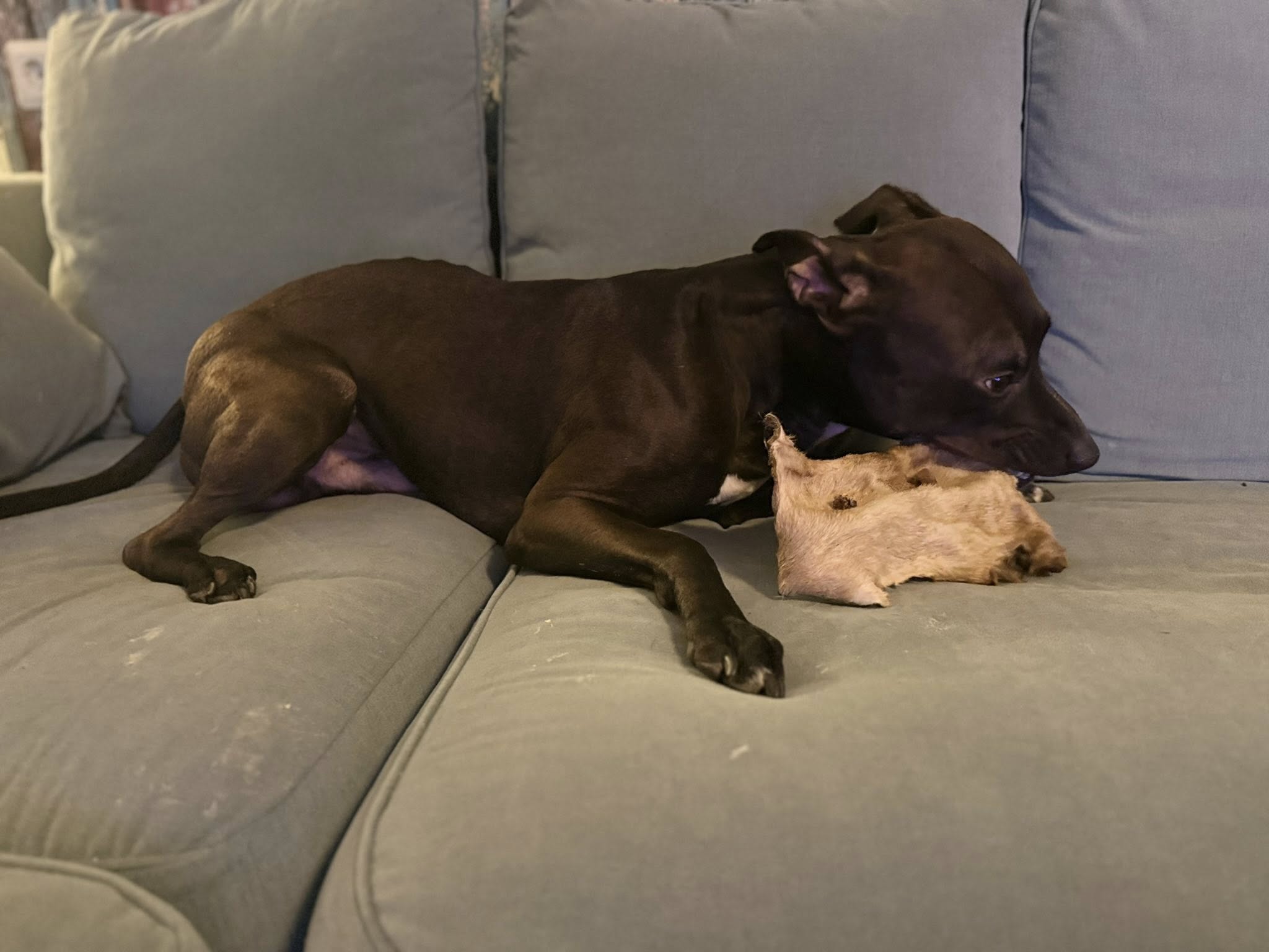 Extra stor nötskinnsplatta med hår – Långvarigt naturligt hundtugg