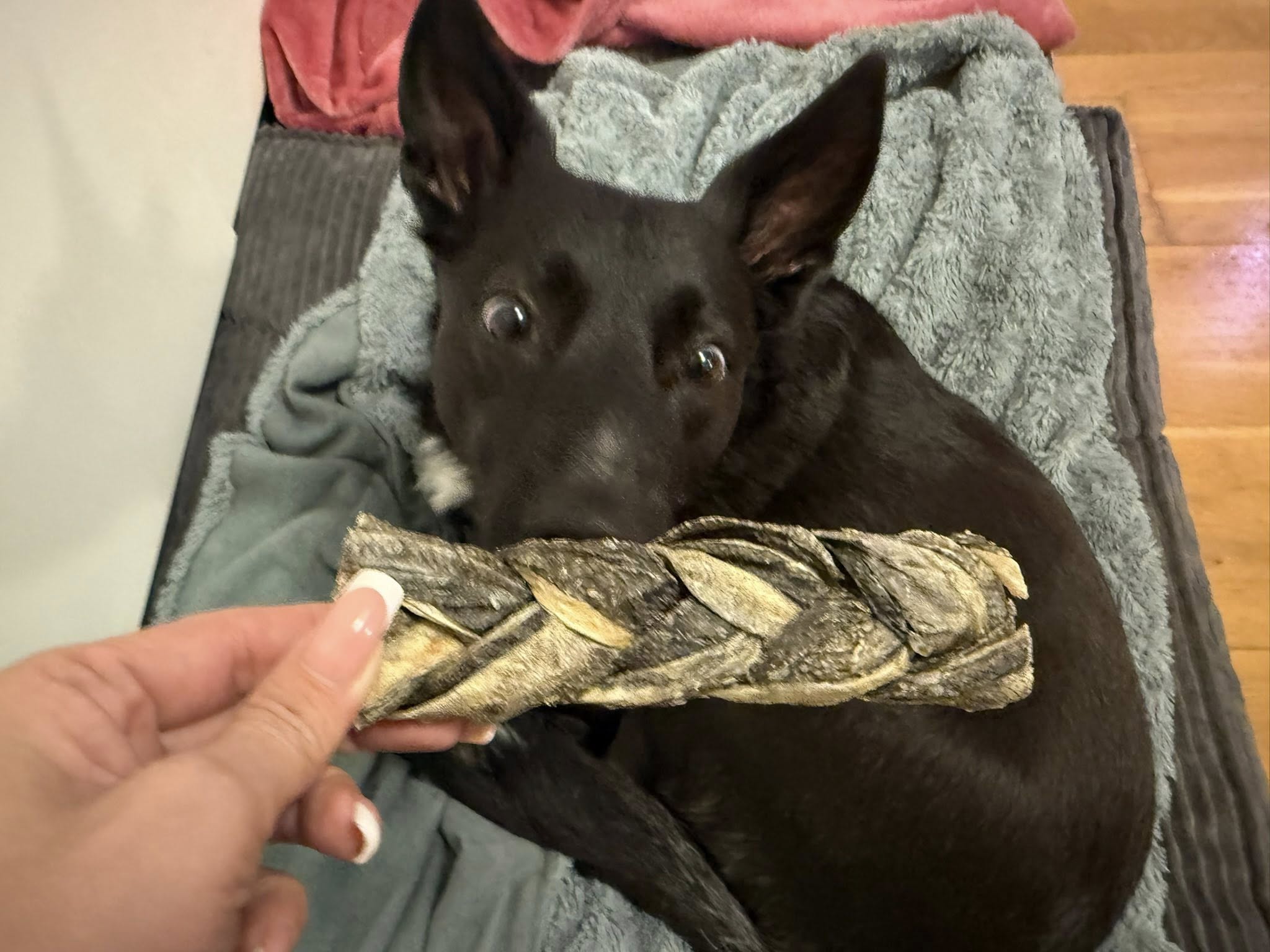 Torskfläta för Hund – Naturligt Fisktugg av 100 % Torsk