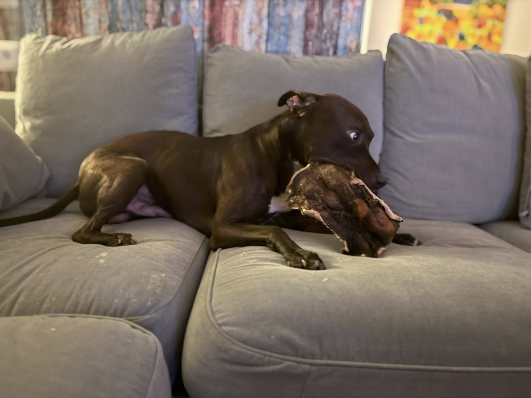Extra stor nötskinnsplatta med hår – Långvarigt naturligt hundtugg