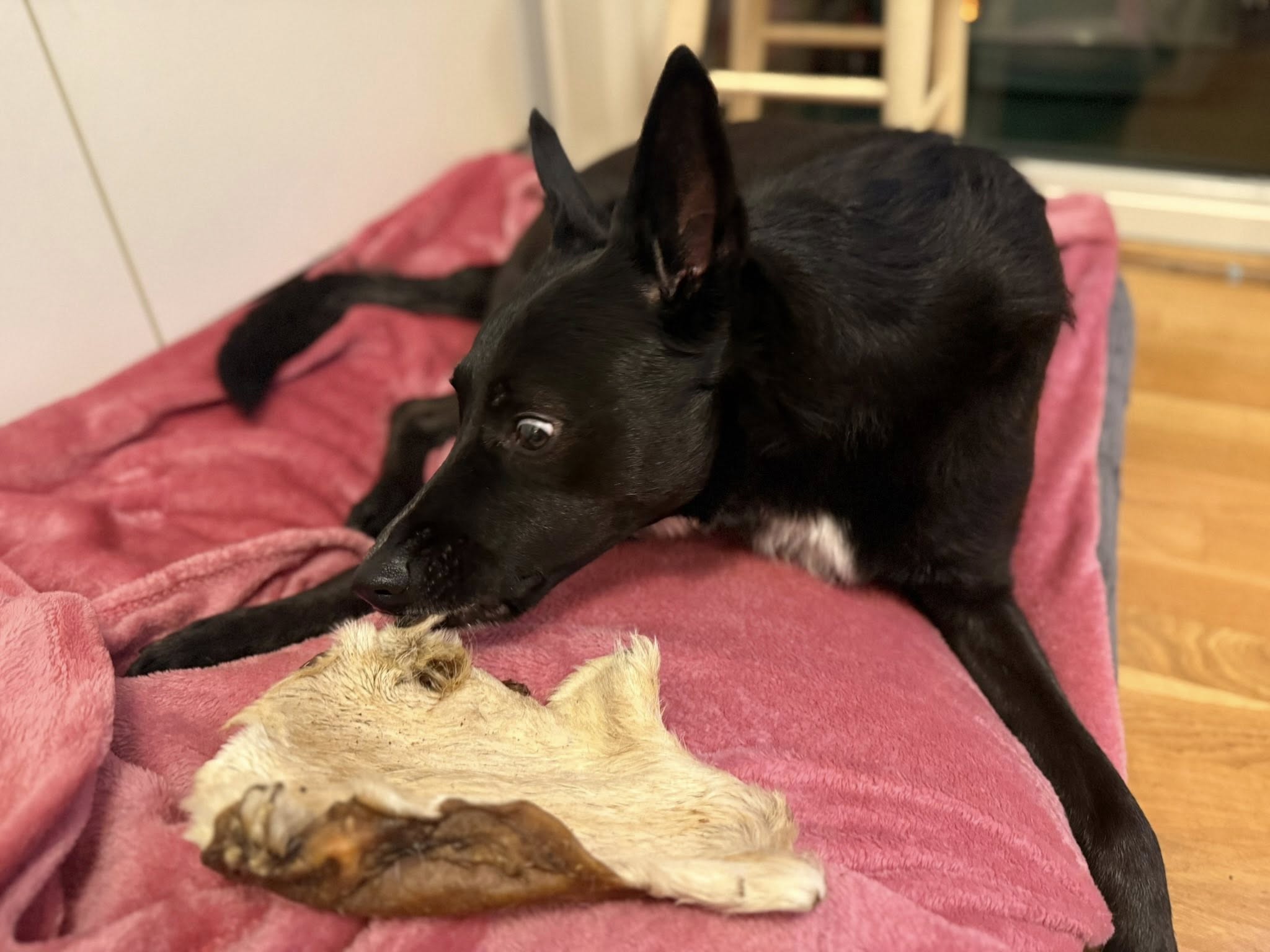 Extra stor nötskinnsplatta med hår – Långvarigt naturligt hundtugg