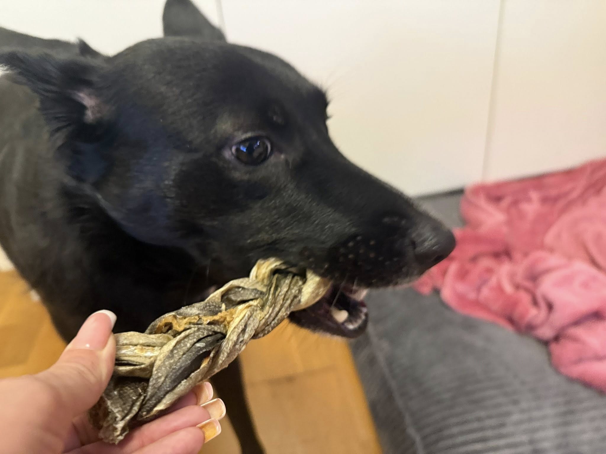 Torskfläta för Hund – Naturligt Fisktugg av 100 % Torsk