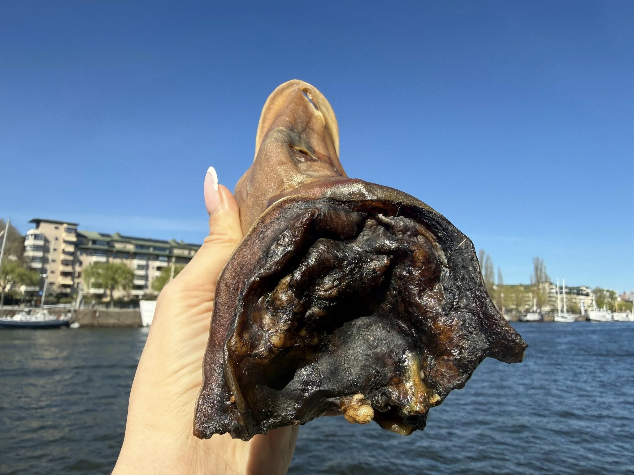 Oxöra XL utan Päls | Naturligt hundtugg med lång tuggtid