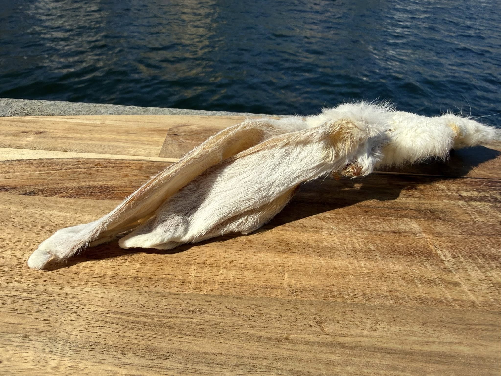 Kaninöron med päls |