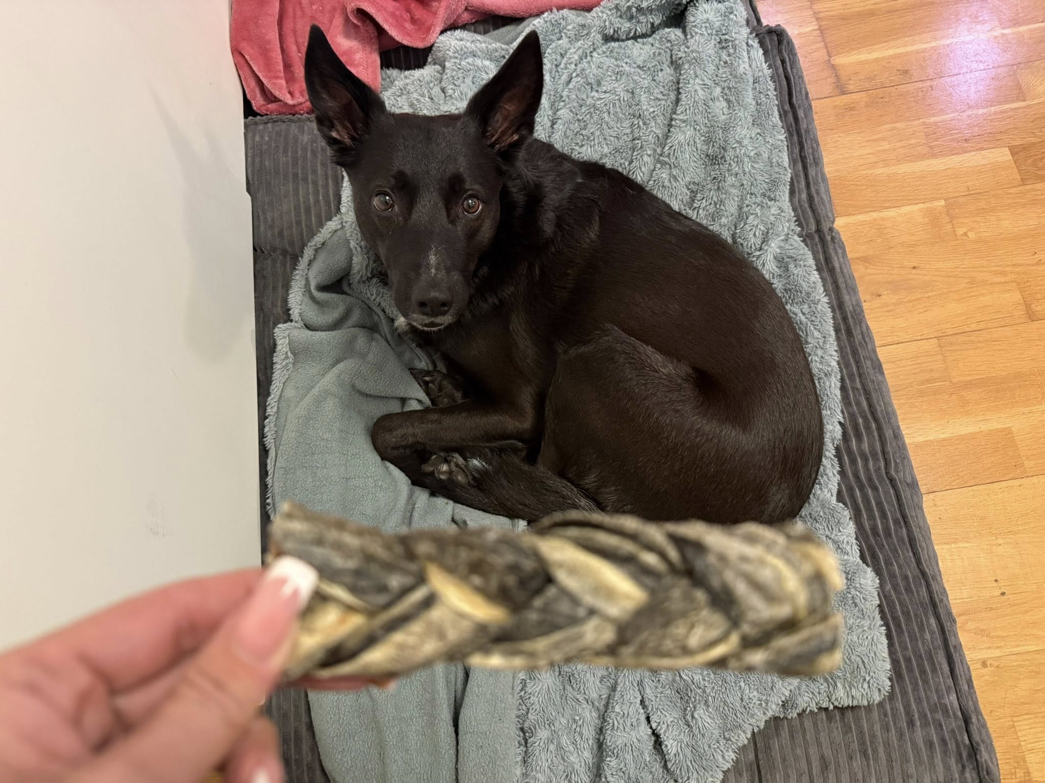 Torskfläta för Hund – Naturligt Fisktugg av 100 % Torsk