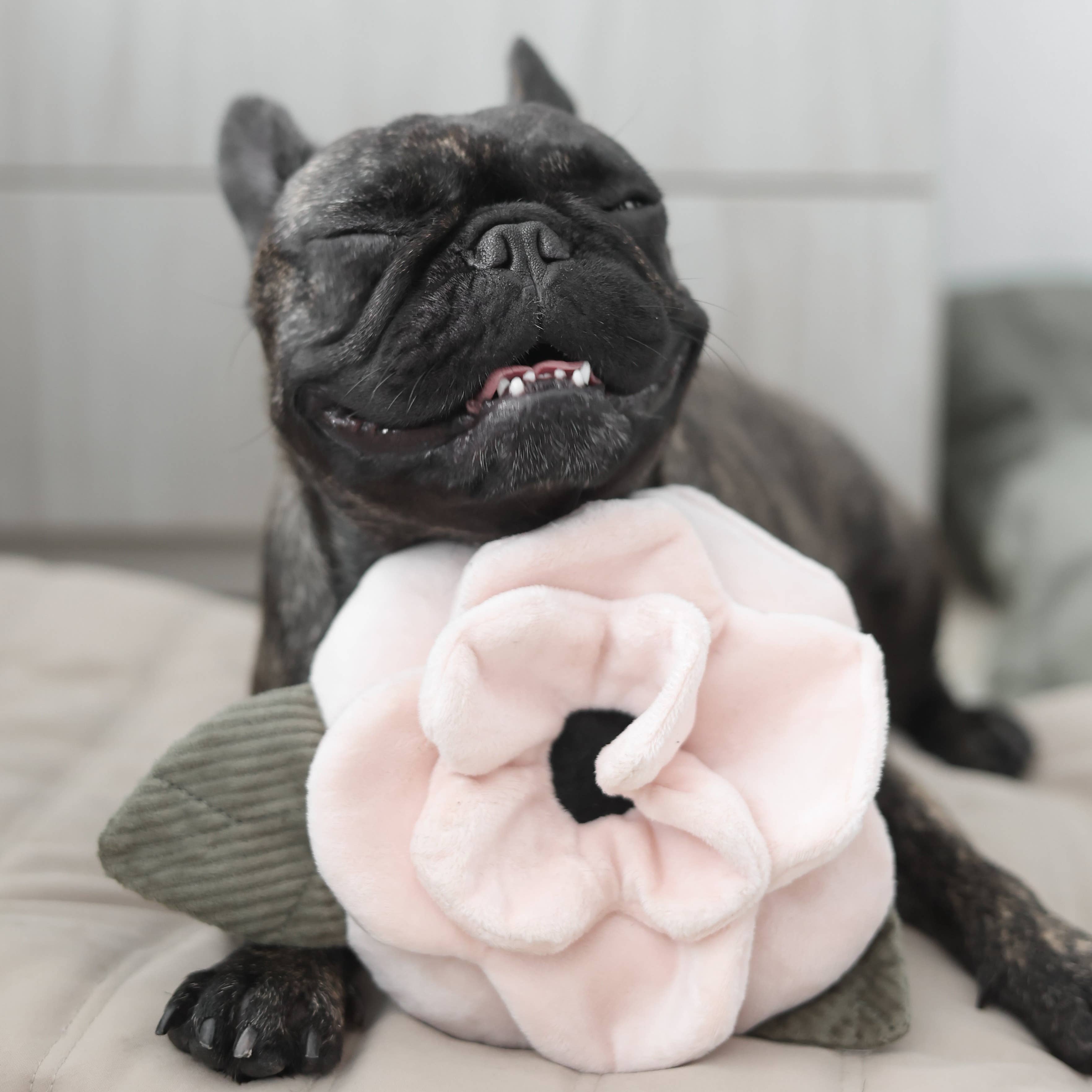 Lambwolf EU – POPPY // Berikningsleksak för hund // Snuffle-leksak