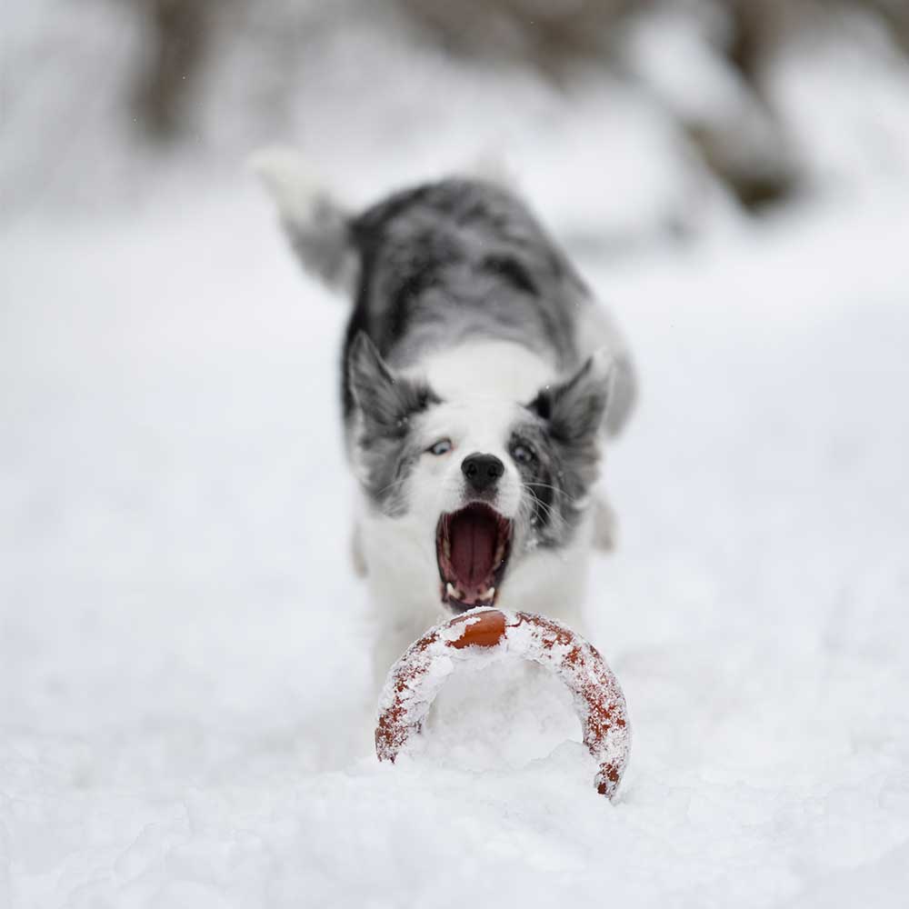 Gnugga Bite Hund Leksak: L
