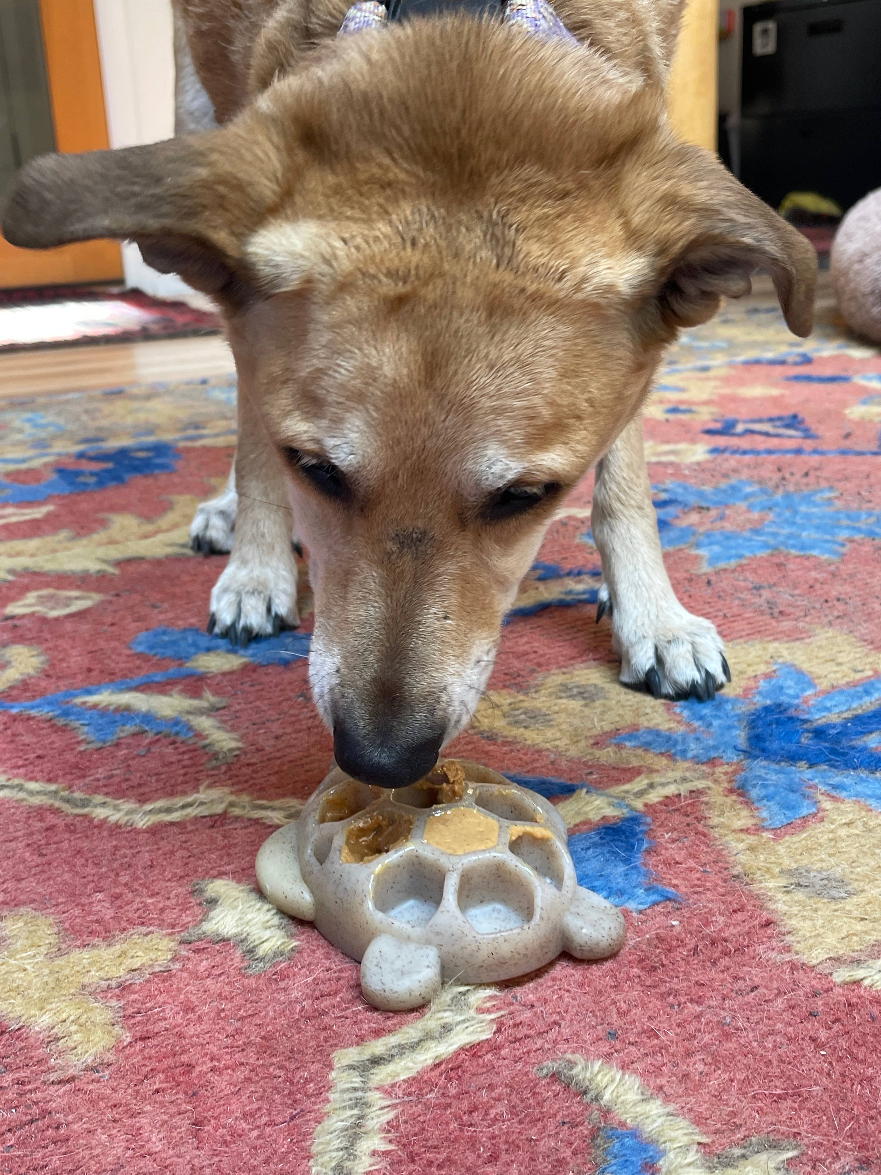 SodaPup Dog Toys - Turtle Hållbar nylontugg- och berikningsleksak: Sköldpadda Nylon Leksak - Brun