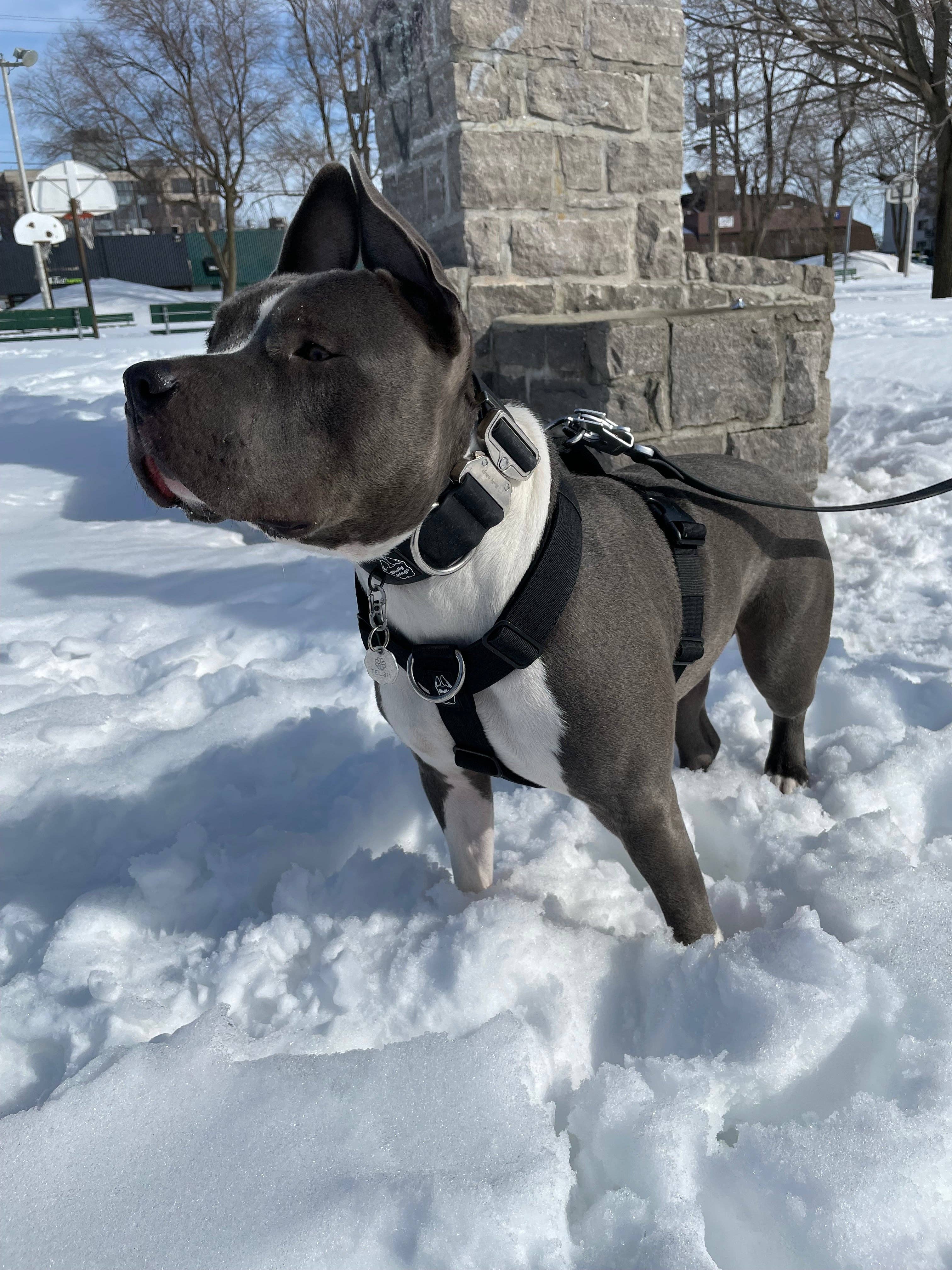 Bully Wags - Y Strap Adventure Sele - Svart: Svart / Stor