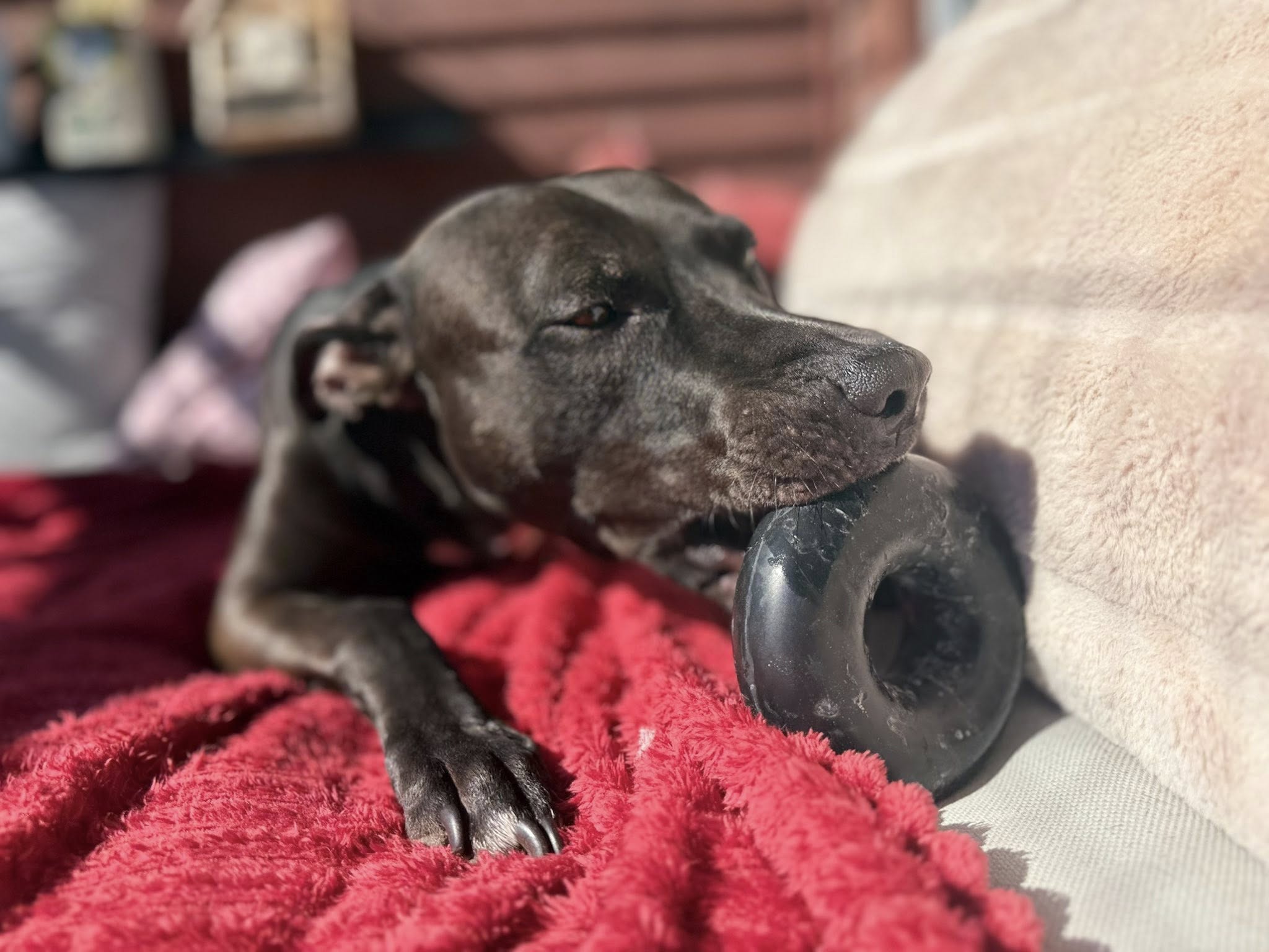 Goughnuts Power Chewer Ring – Svart Medium | Livstidsgaranti