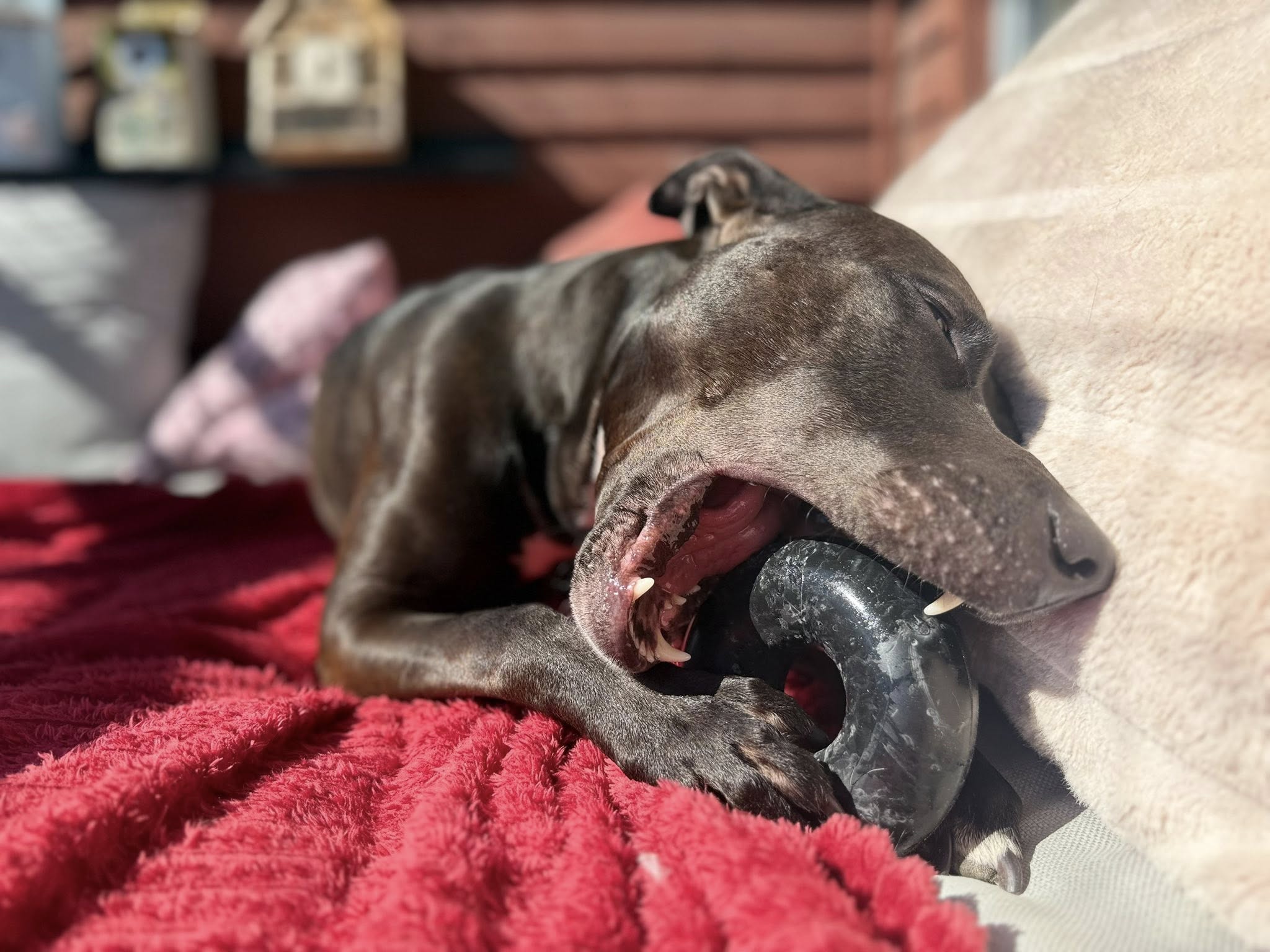 Goughnuts Power Chewer Ring – Svart Medium | Livstidsgaranti
