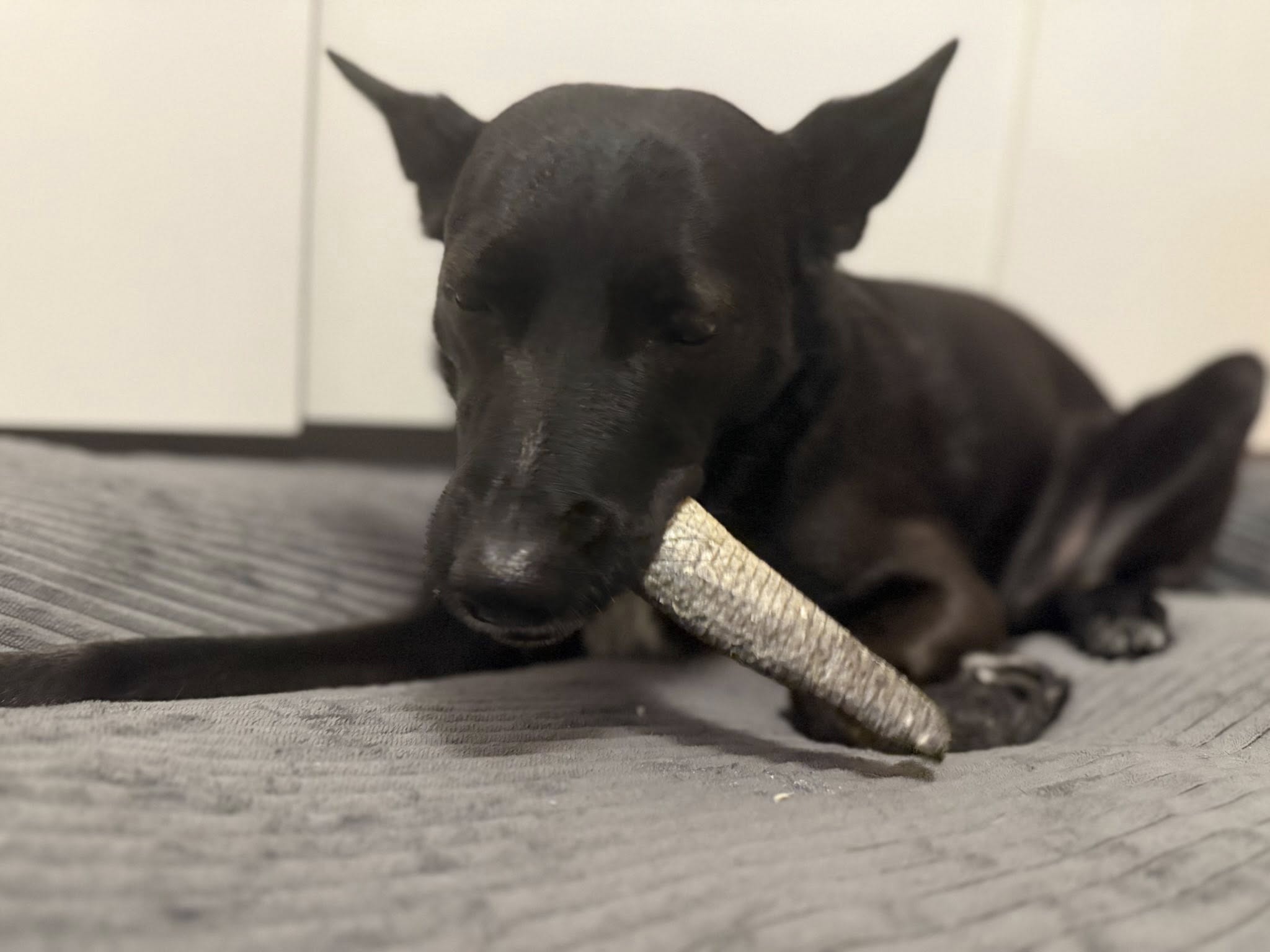 Laxskinnremmar för hund | Naturligt fiskgodis