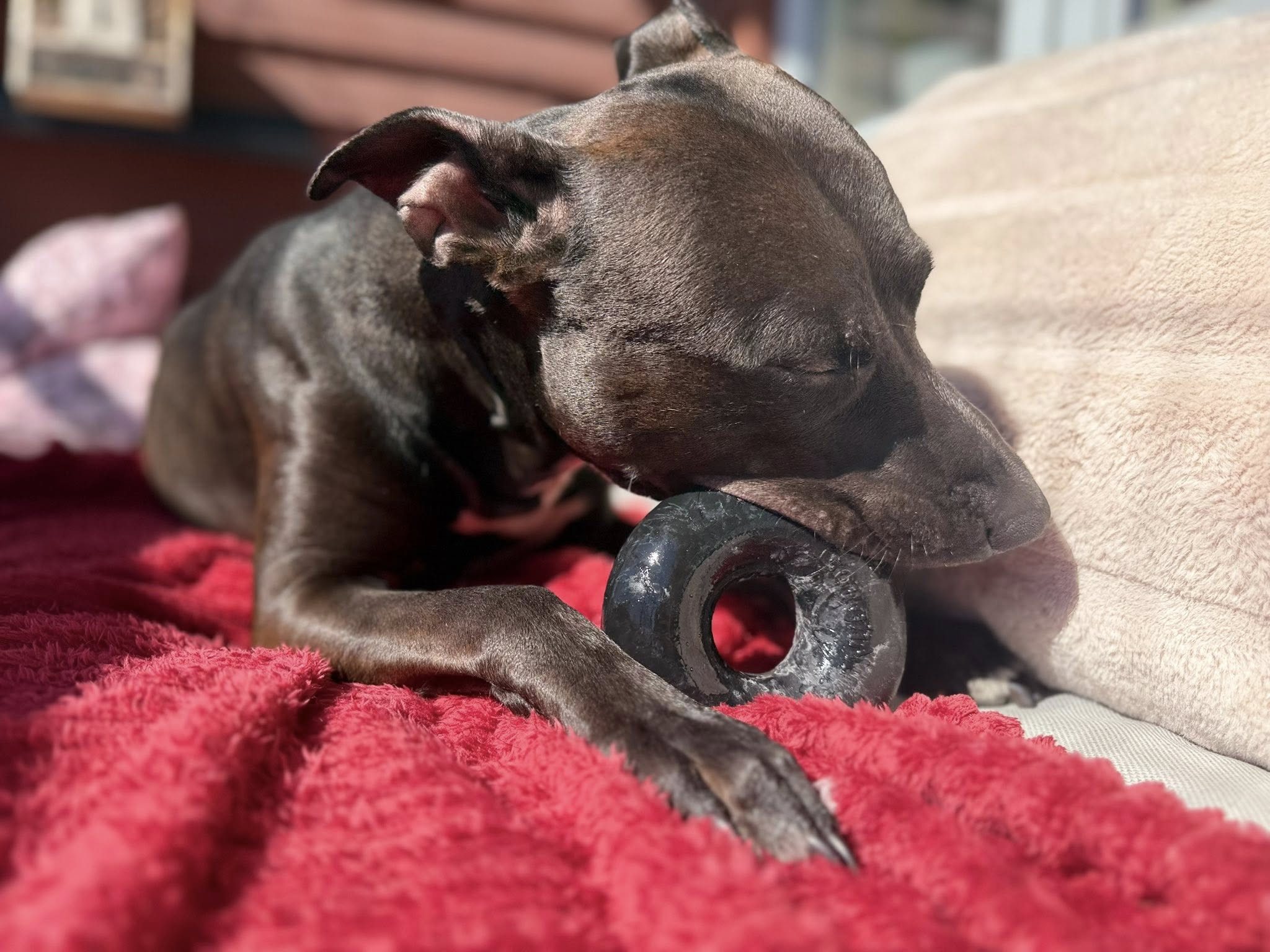 Goughnuts Power Chewer Ring – Svart Medium | Livstidsgaranti