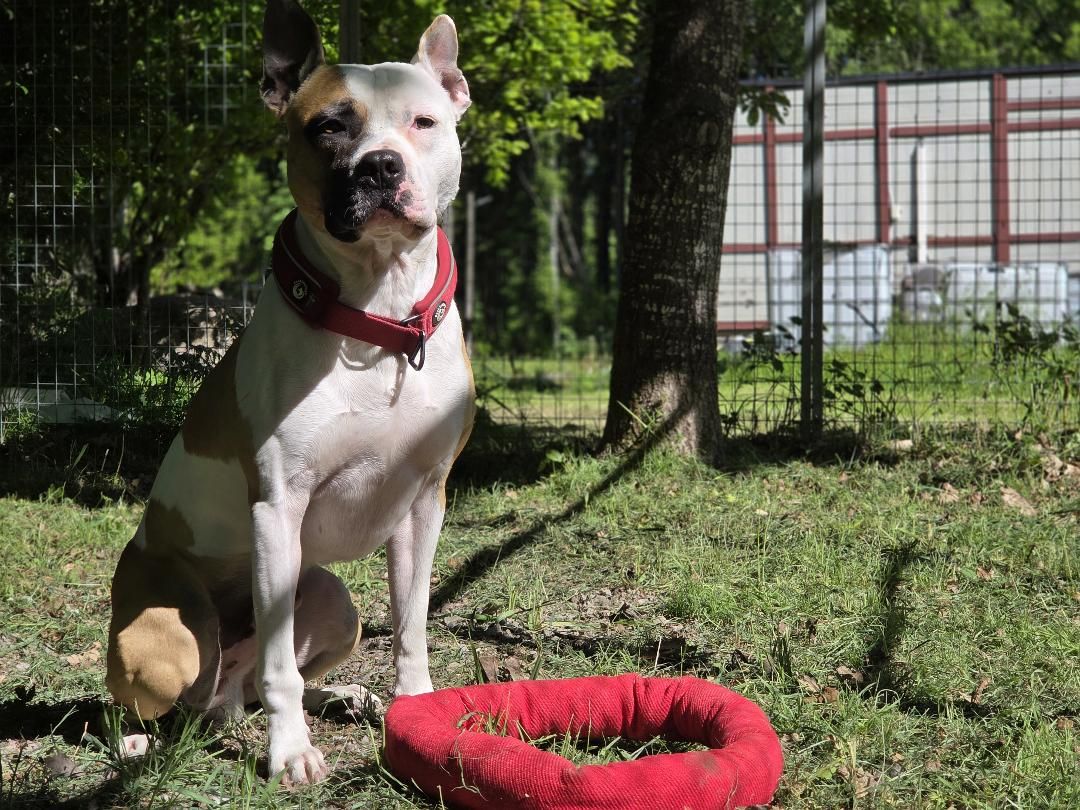 Ringo Ring Medium röd 35 cm – Extremt Slitstark Ring för Dragkamp och Kampträning
