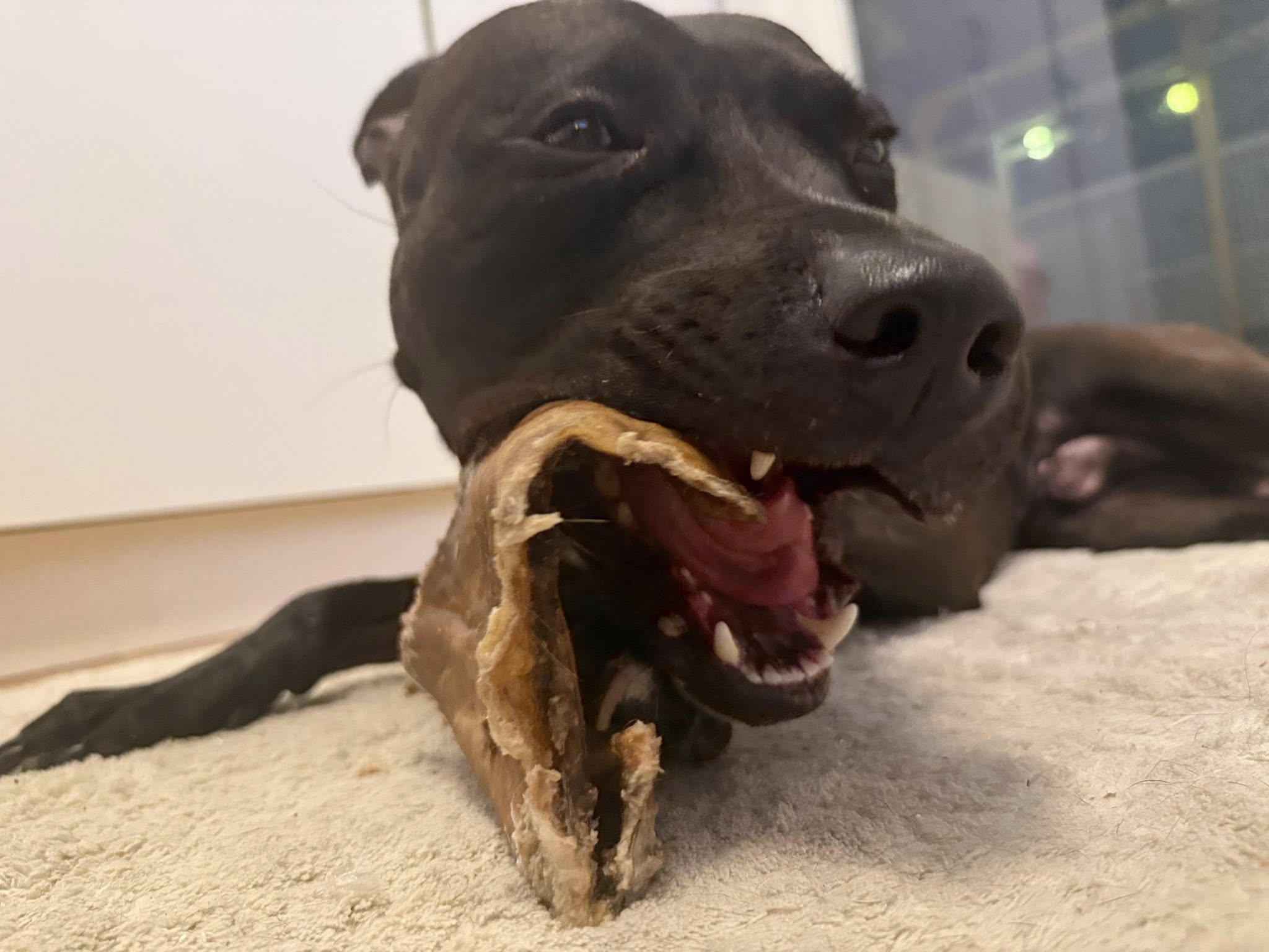 Nöthuvudshudsplattor – lufttorkat hundtugg av nöthud