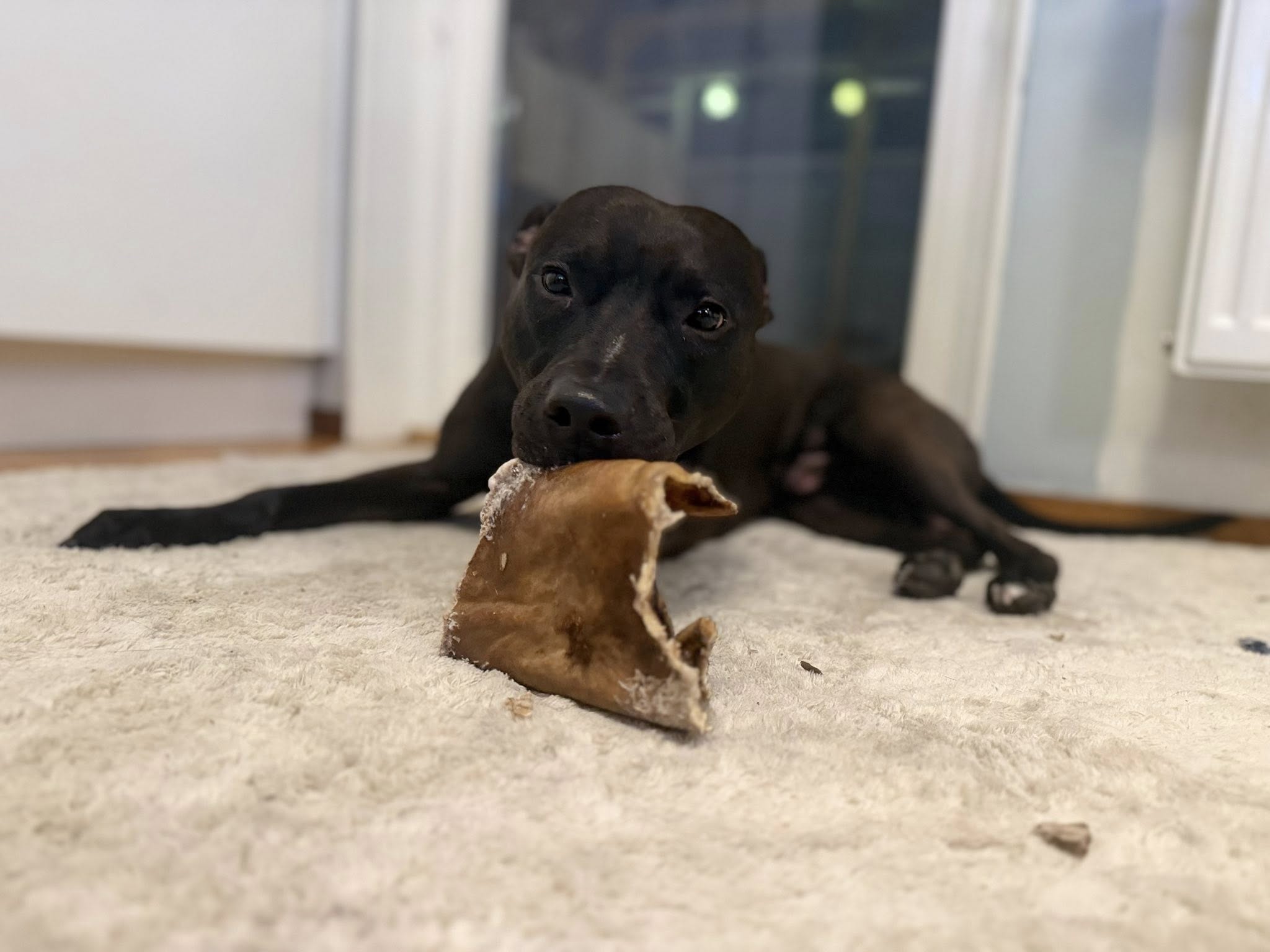 Nöthuvudshudsplattor – lufttorkat hundtugg av nöthud