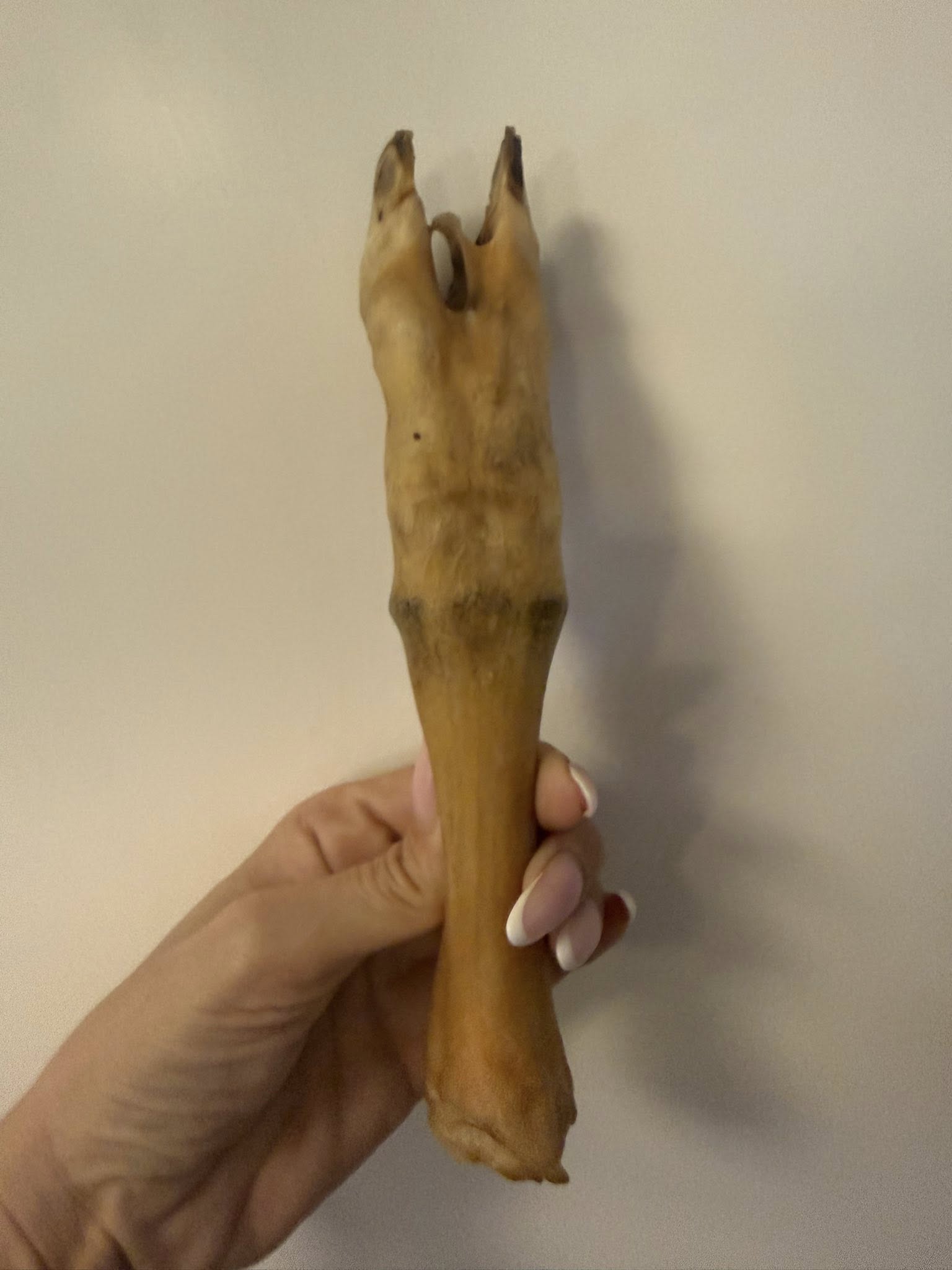 Getfötter 1 styck – naturligt hundtugg av get