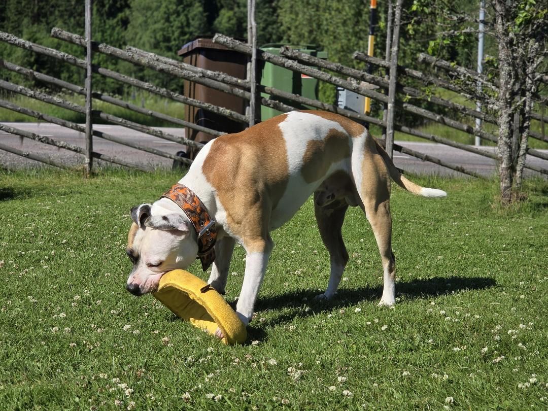 Ringo Ring Medium gul 35 cm – Extremt Slitstark Ring för Dragkamp och Kampträning