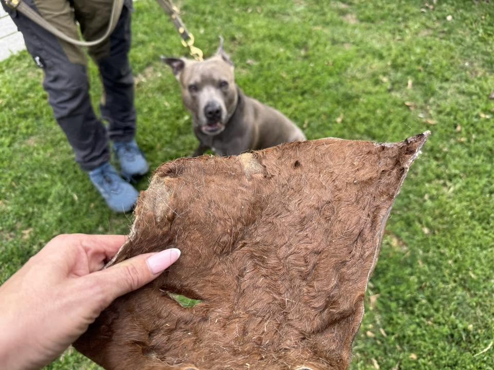 Nyhet! Hästhud med päls XXL – naturligt hundtugg med lång tuggtid