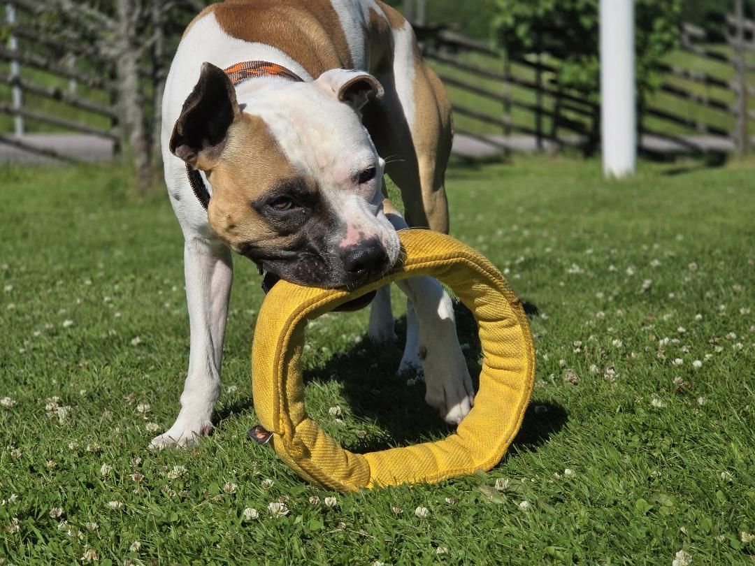 Ringo Ring Medium gul 35 cm – Extremt Slitstark Ring för Dragkamp och Kampträning