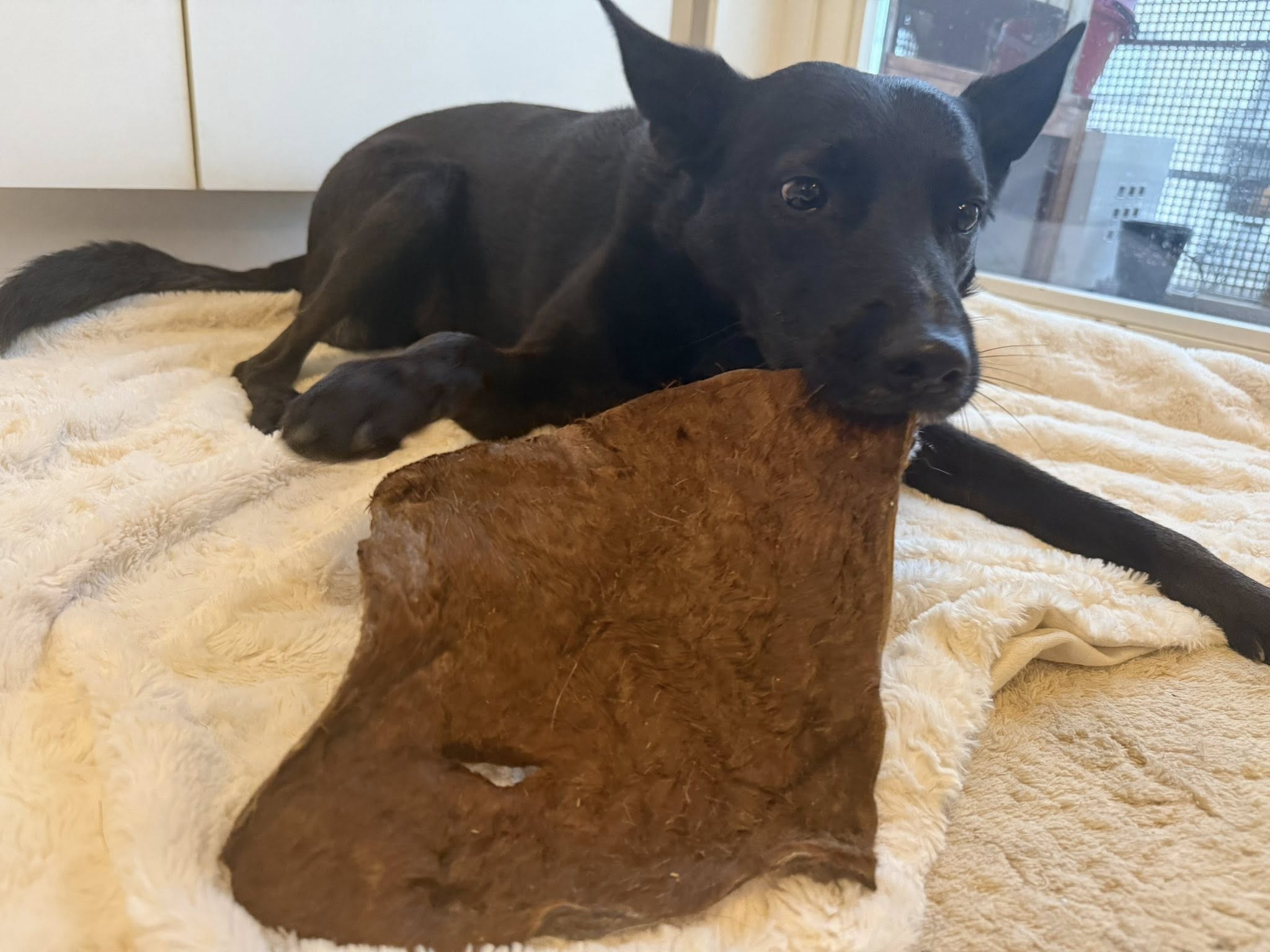 Nyhet! Hästhud med päls XXL – naturligt hundtugg med lång tuggtid