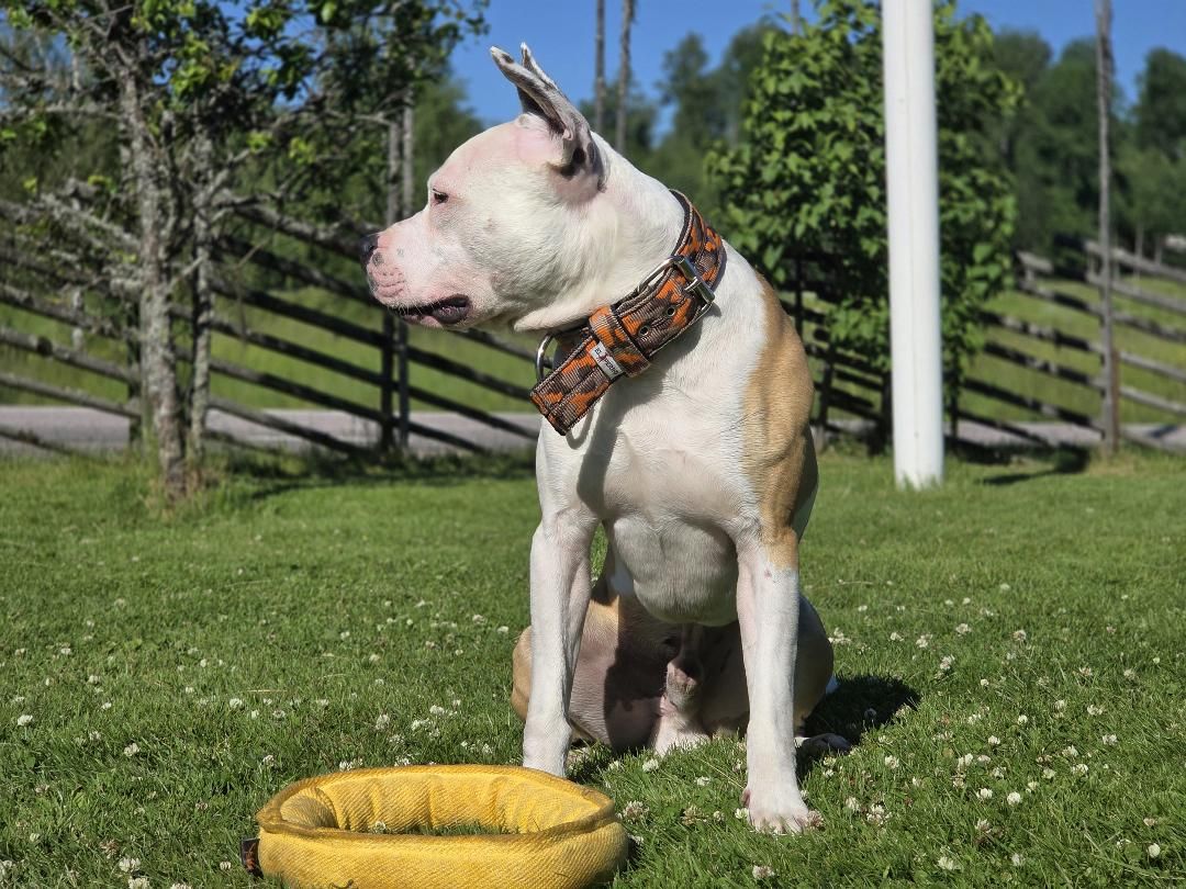 Ringo Ring Medium gul 35 cm – Extremt Slitstark Ring för Dragkamp och Kampträning
