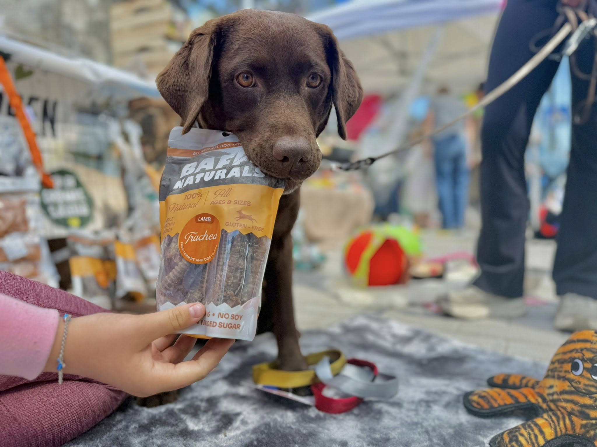 Luftstrupe av lamm (lammtrake) – naturligt hundtugg