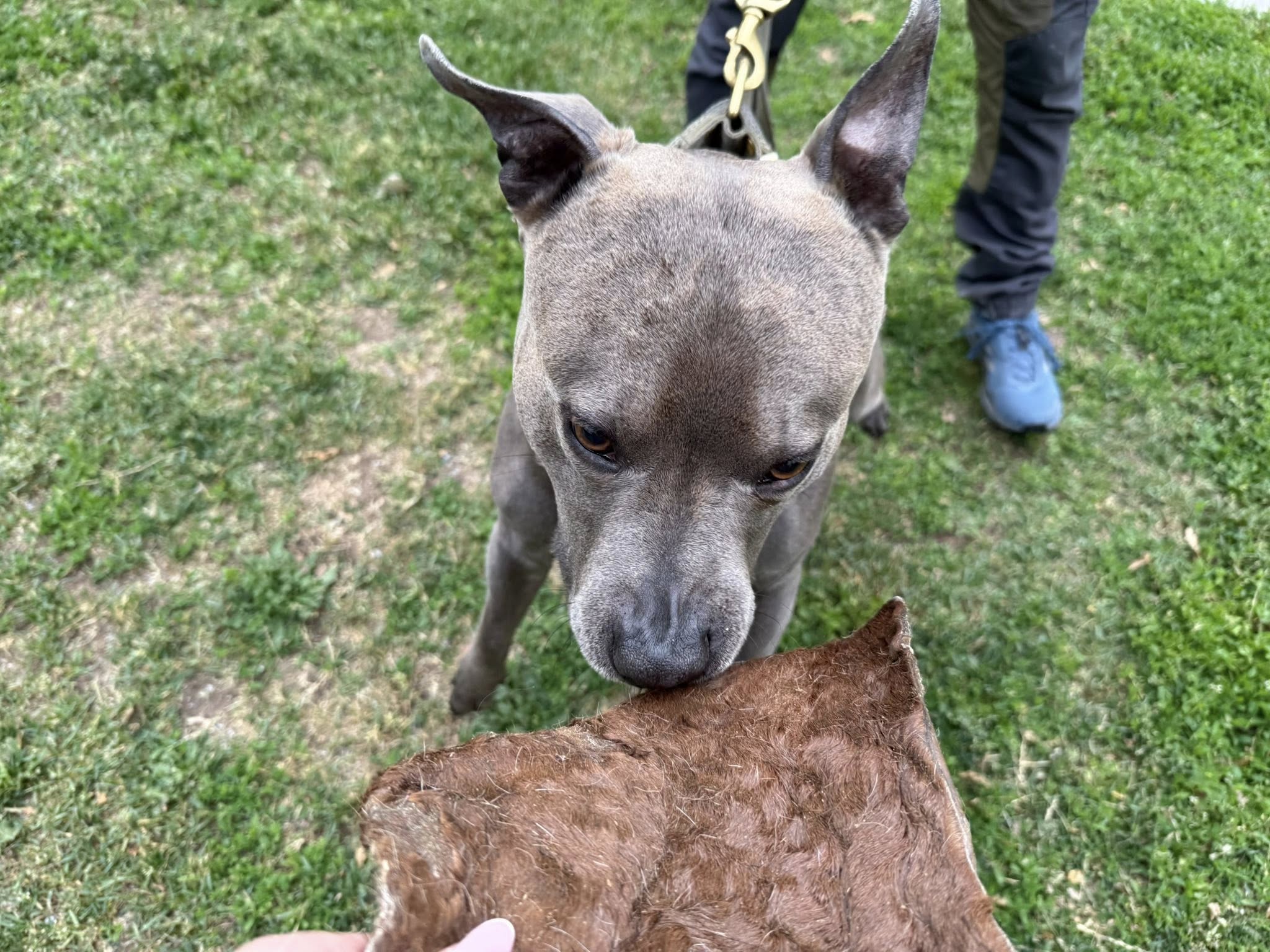 Nyhet! Hästhud med päls XXL – naturligt hundtugg med lång tuggtid