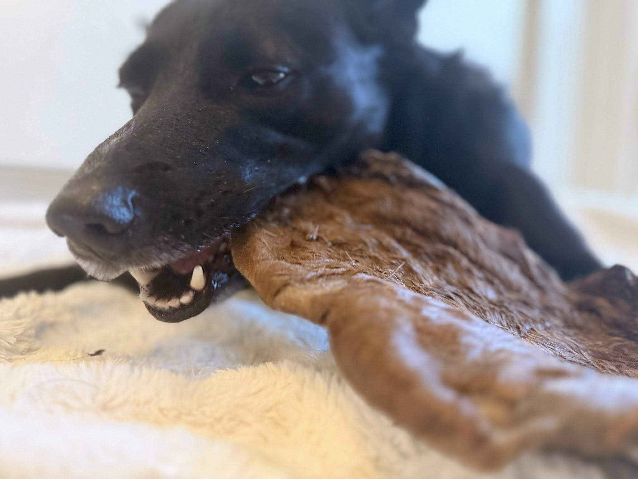 Nyhet! Hästhud med päls XXL – naturligt hundtugg med lång tuggtid